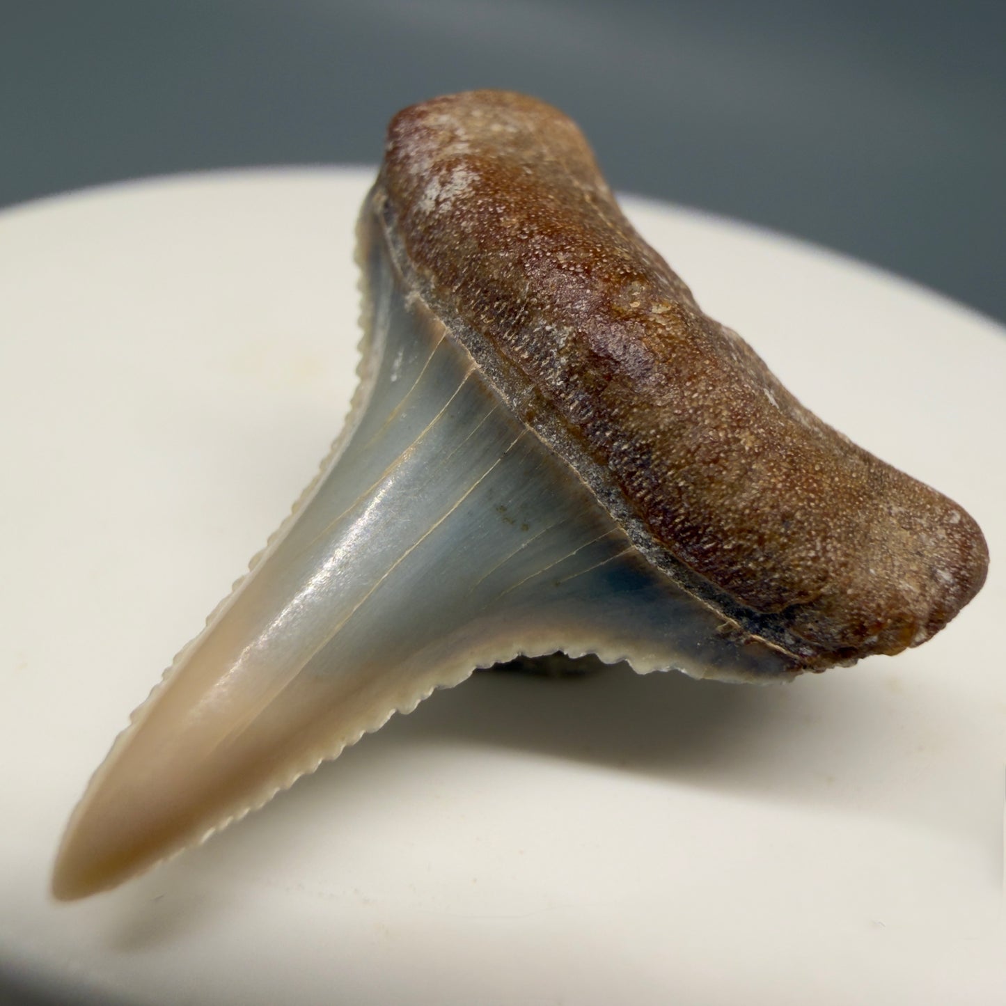 Front Right View Very colorful, sharply serrated 1.06" long Fossil Great White Tooth from the deserts of Peru GW1316