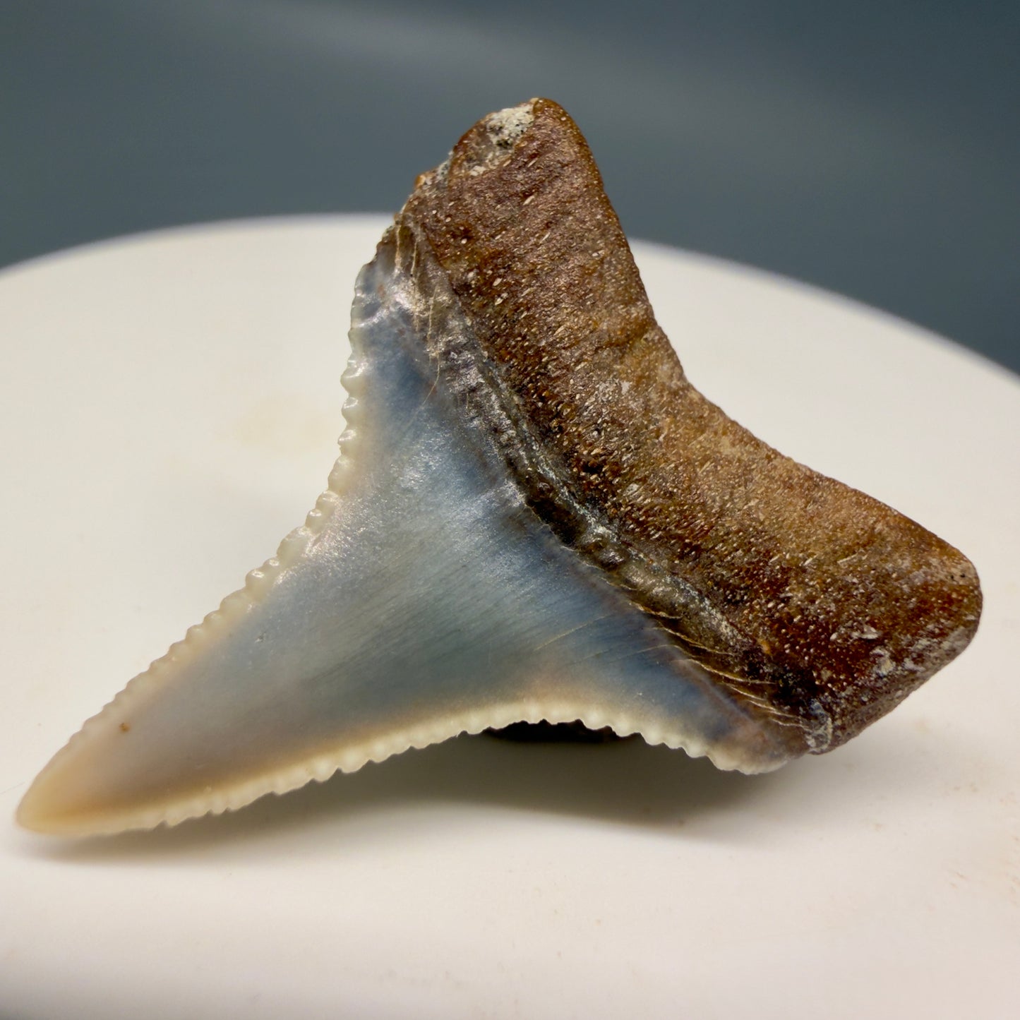 Back Right View Very colorful, sharply serrated 1.06" long Fossil Great White Tooth from the deserts of Peru GW1316