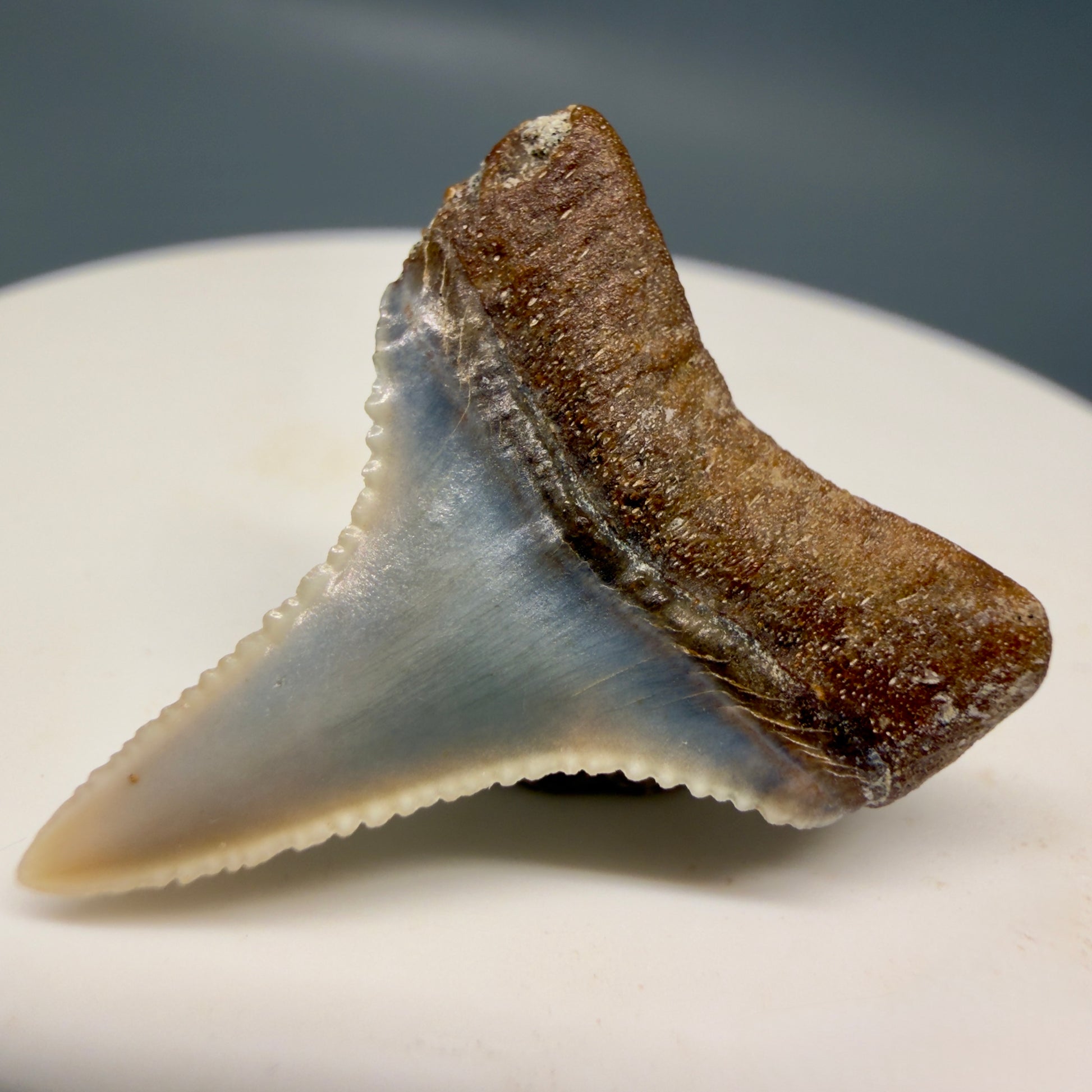 Back Right View Very colorful, sharply serrated 1.06" long Fossil Great White Tooth from the deserts of Peru GW1316