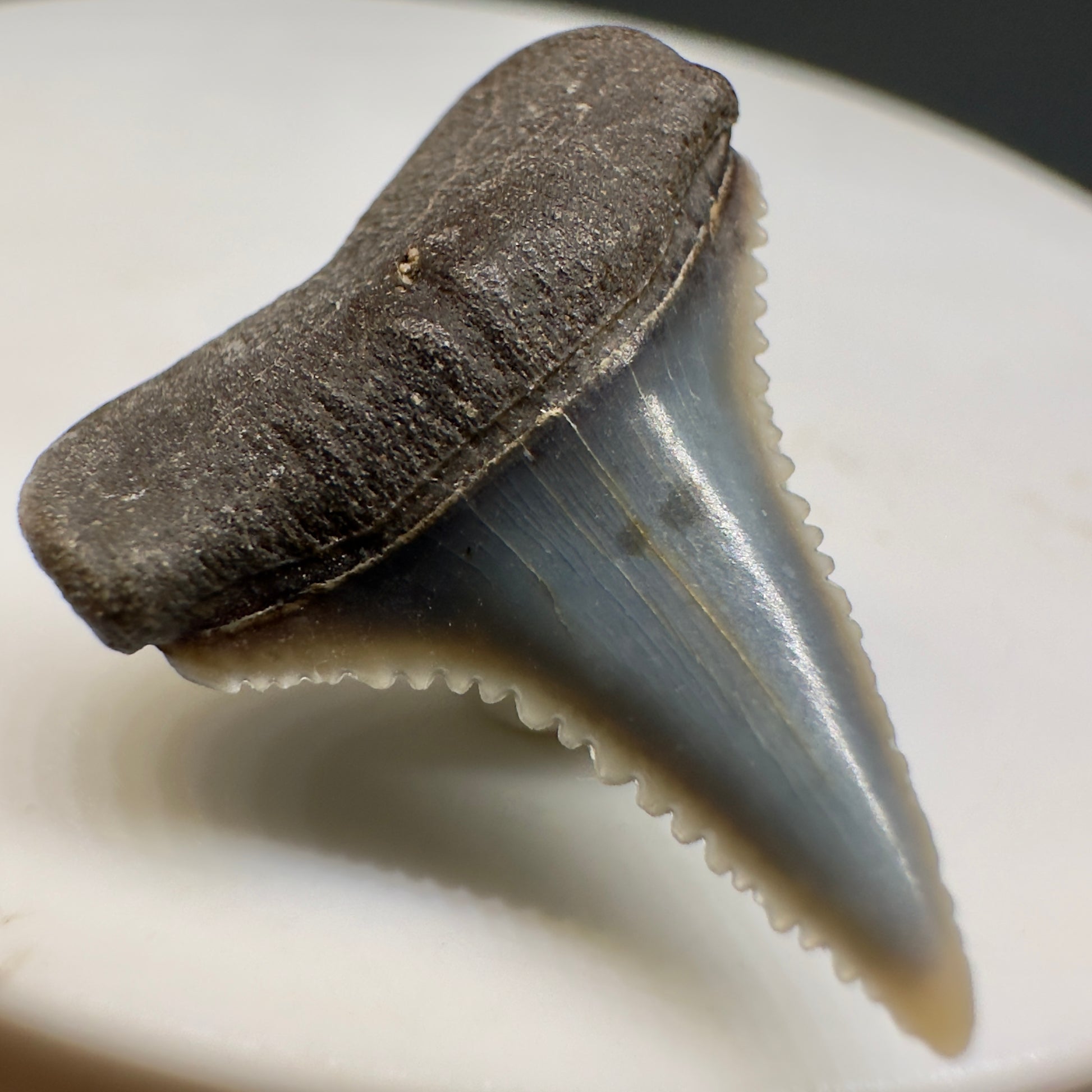 Colorful, Serrated 0.91" Colorful Fossil Great White Shark Tooth from Sacaco, Peru GW1198 - Front Left
