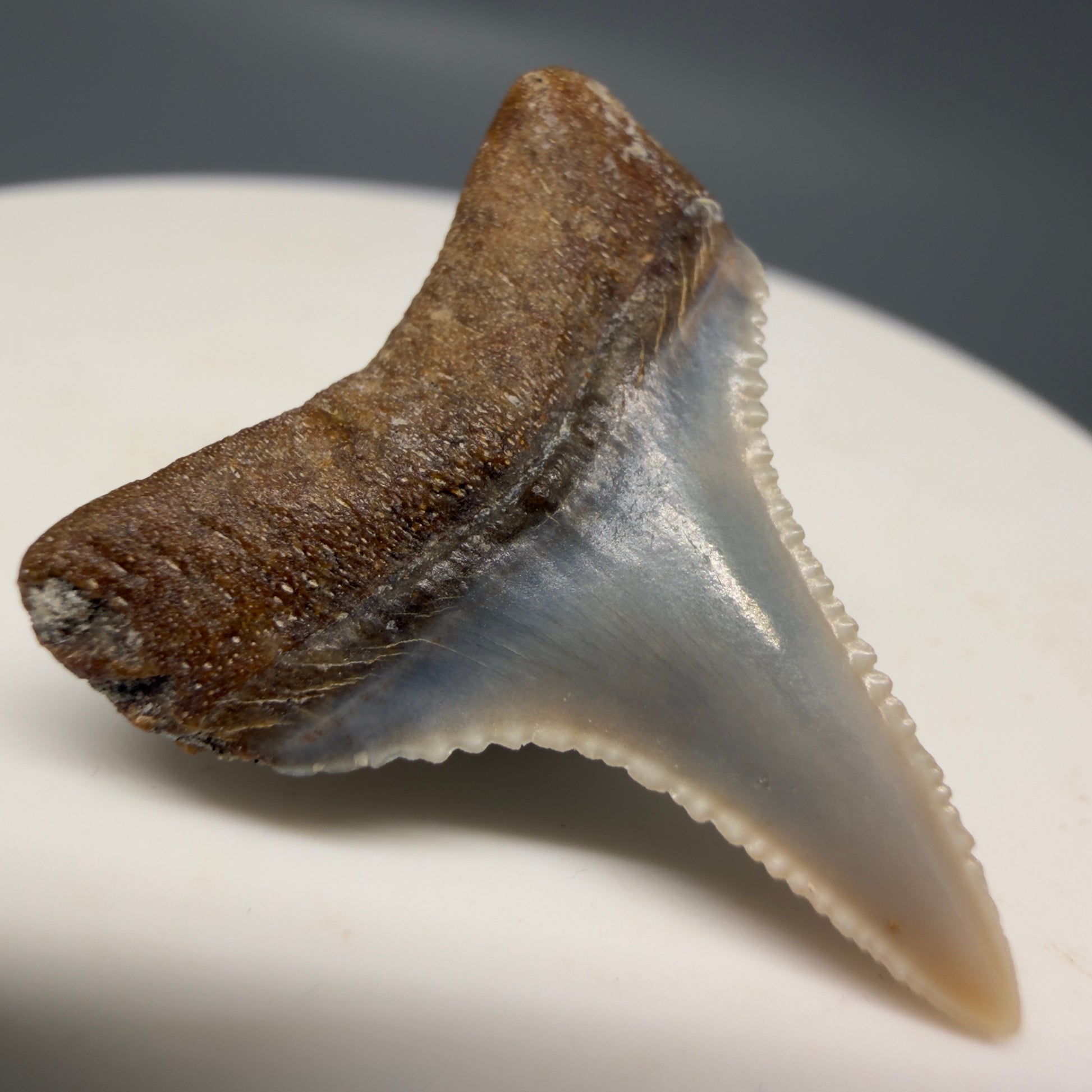 Back Left View Very colorful, sharply serrated 1.06" long Fossil Great White Tooth from the deserts of Peru GW1316