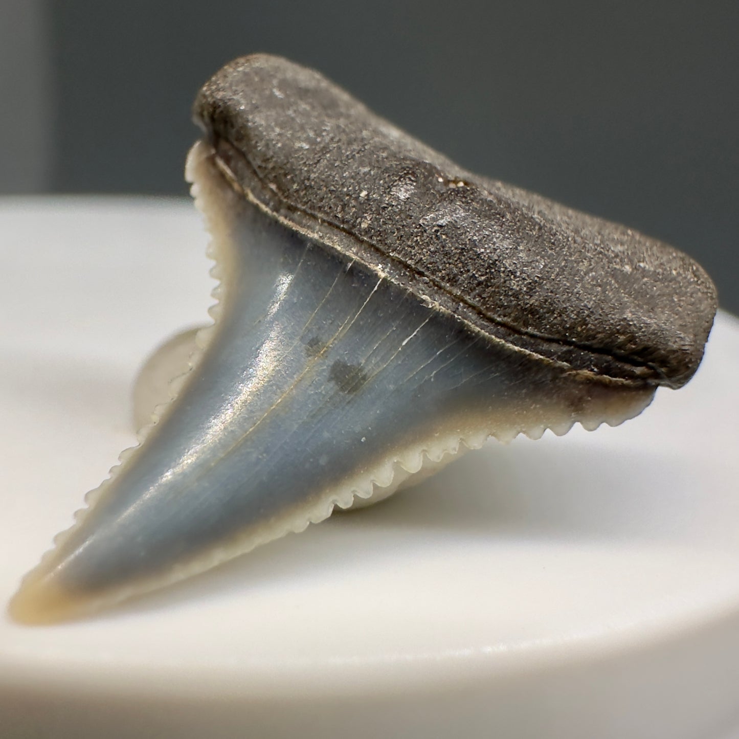 Colorful, Serrated 0.91" Colorful Fossil Great White Shark Tooth from Sacaco, Peru GW1198 - Front Right