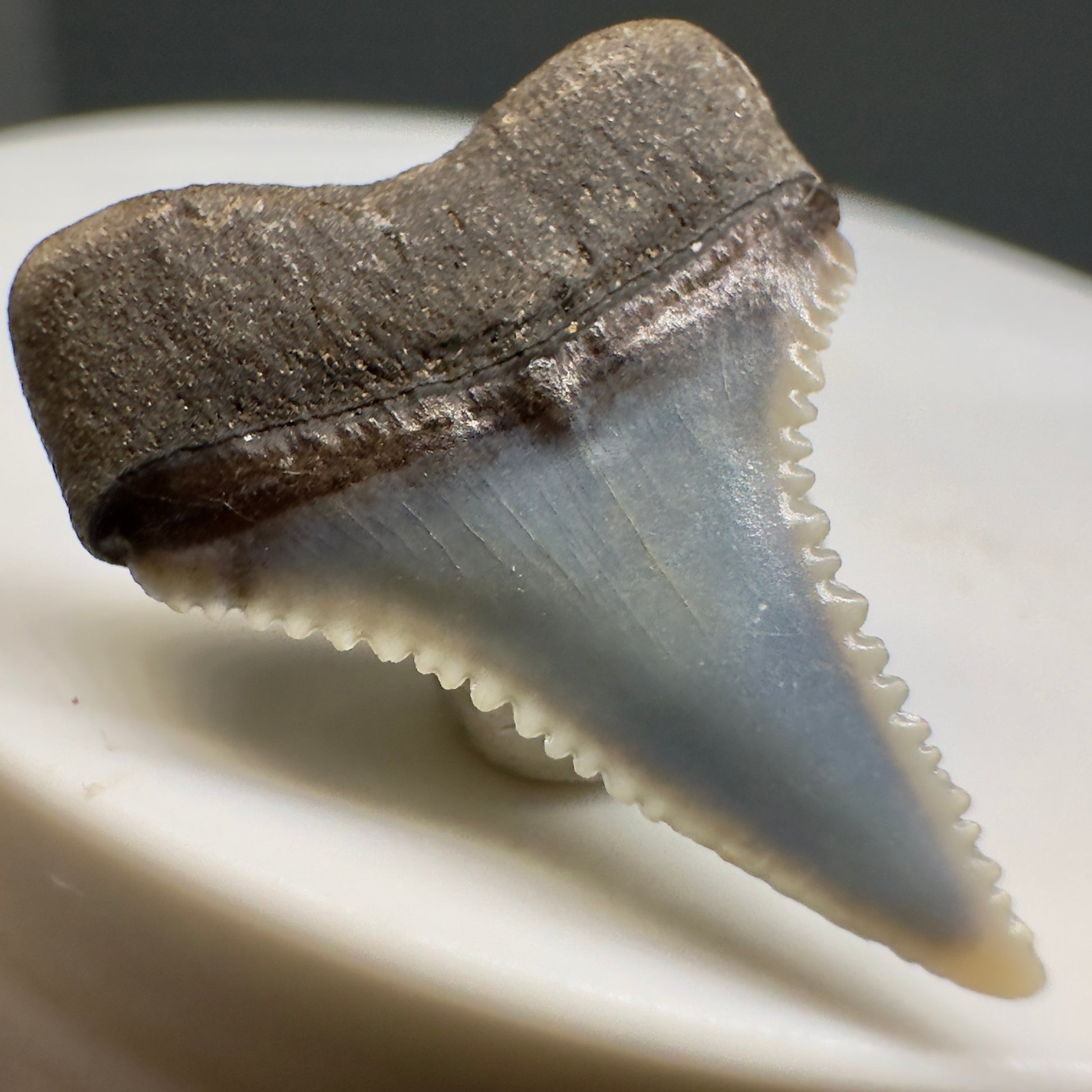 Colorful, Serrated 0.91" Colorful Fossil Great White Shark Tooth from Sacaco, Peru GW1198 - Back Left