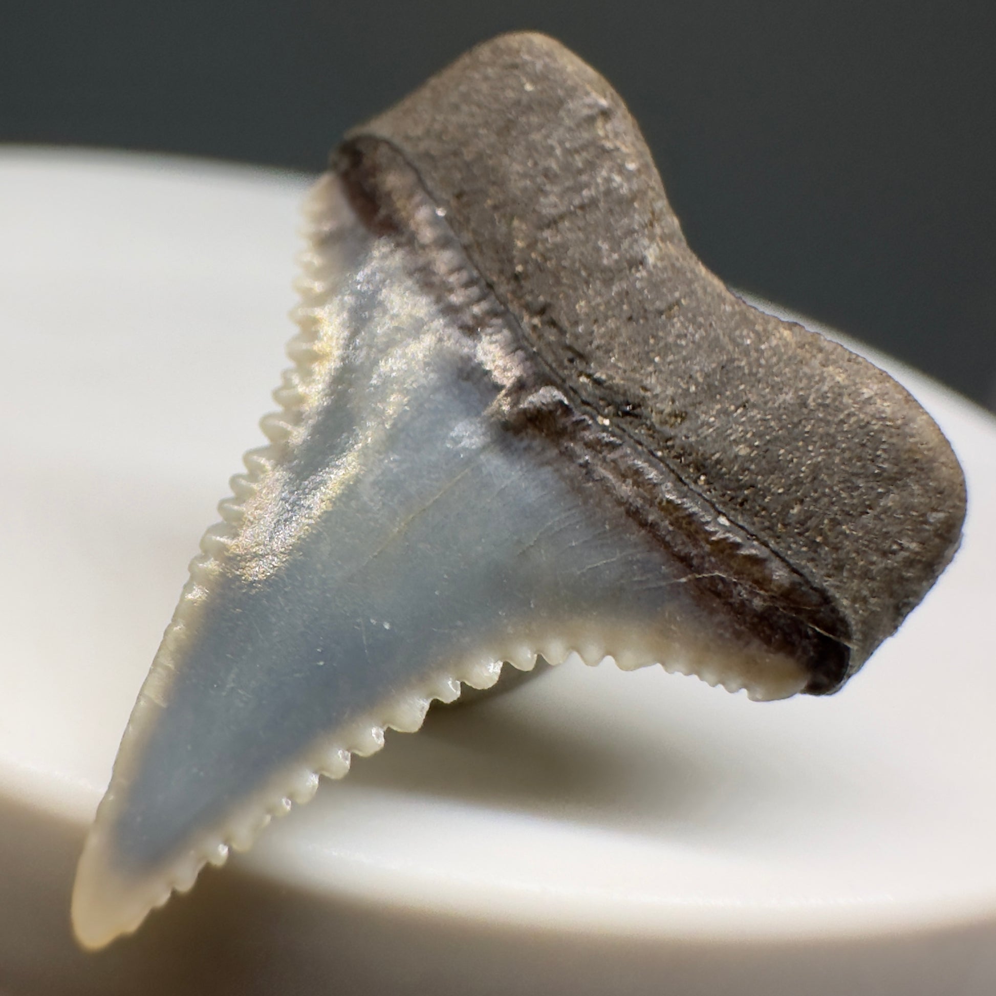 Colorful, Serrated 0.91" Colorful Fossil Great White Shark Tooth from Sacaco, Peru GW1198 - Back Right