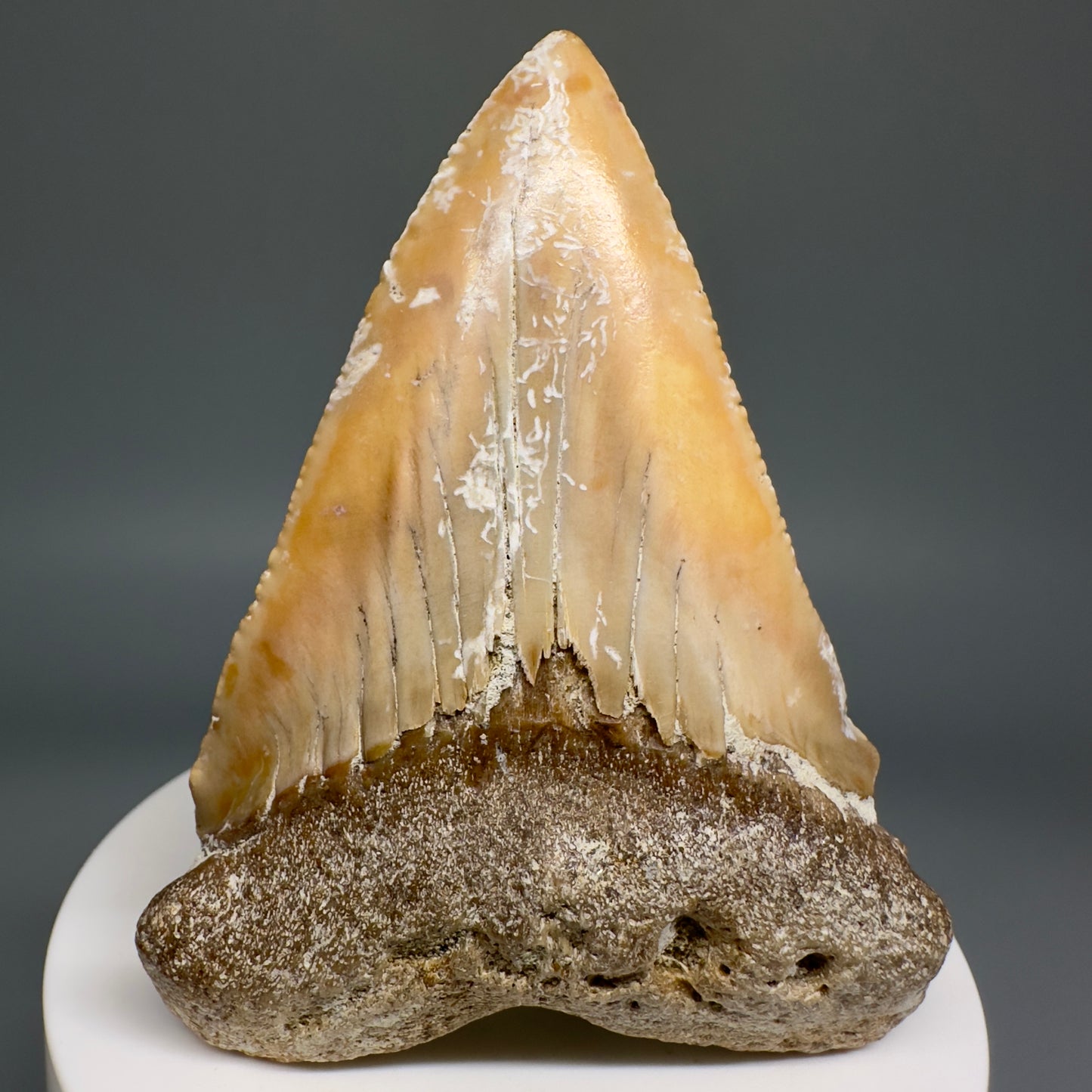 Very Large - Colorful 2.82" Fossil Great White Shark Tooth from B. California GW1208 - Front
