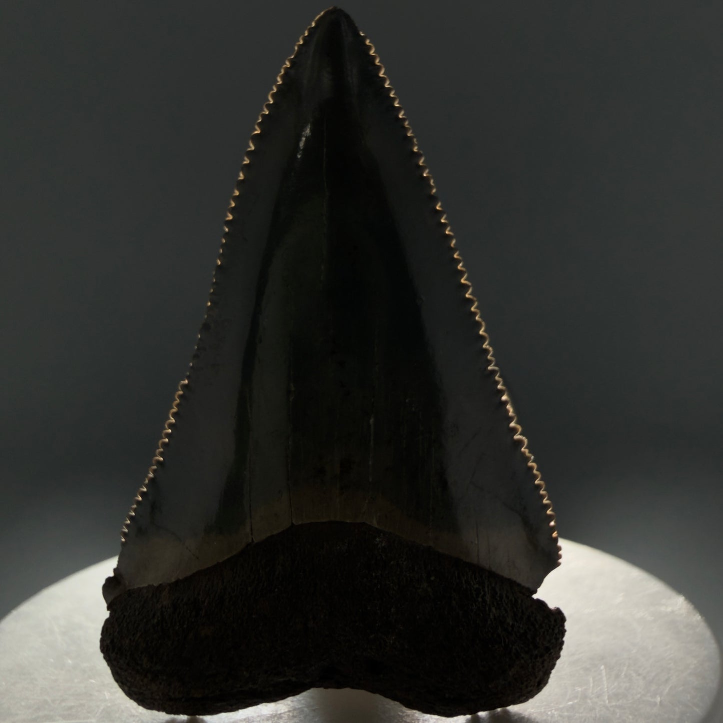 Front View Very colorful, sharply serrated 2.19" Fossil Great White Tooth for Sale CM1241 - 2