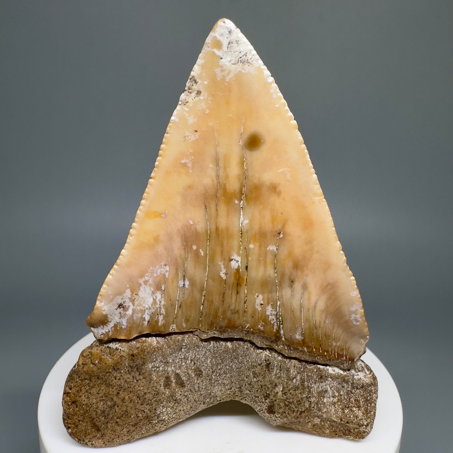 Very Large - Colorful 2.82" Fossil Great White Shark Tooth from B. California GW1208 - Back