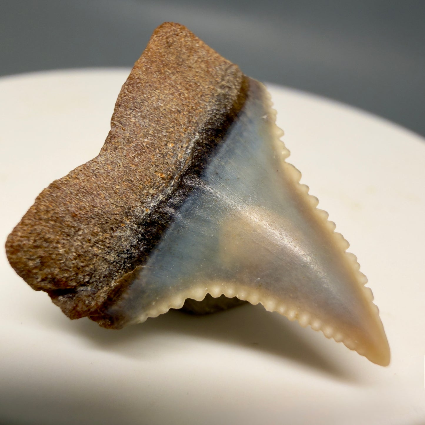 Back Left View Very colorful, sharply serrated 0.93" long Fossil Great White Tooth from the deserts of Peru GW1315