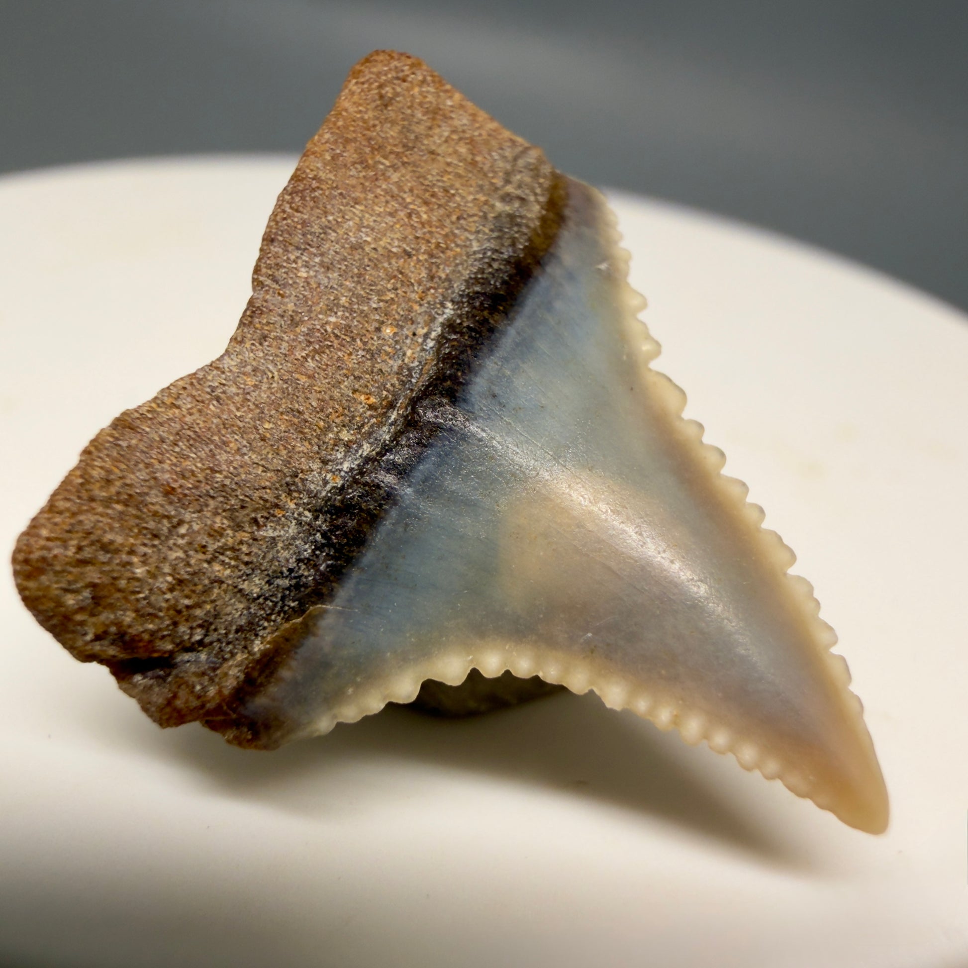 Back Left View Very colorful, sharply serrated 0.93" long Fossil Great White Tooth from the deserts of Peru GW1315