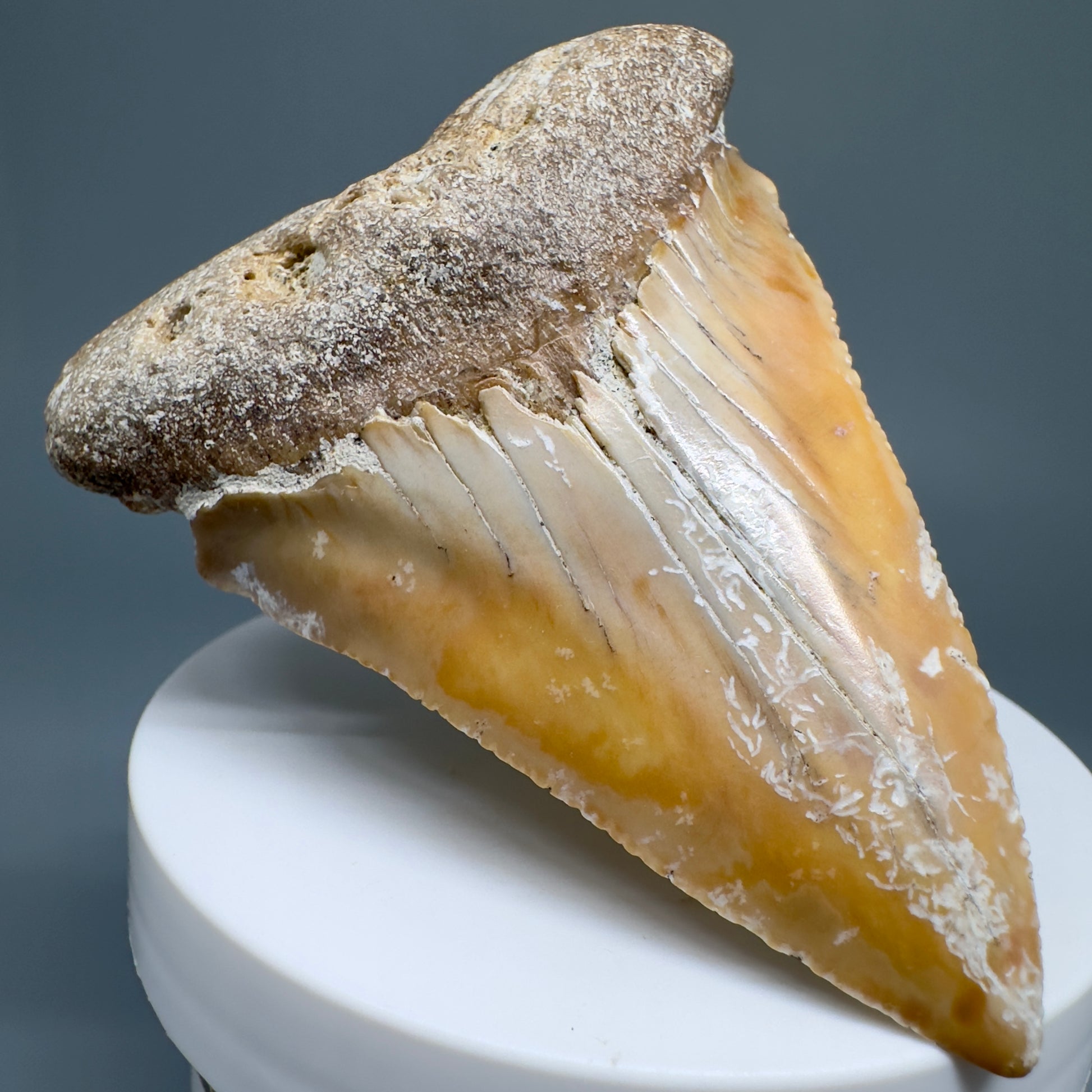 Very Large - Colorful 2.82" Fossil Great White Shark Tooth from B. California GW1208 - Front Left