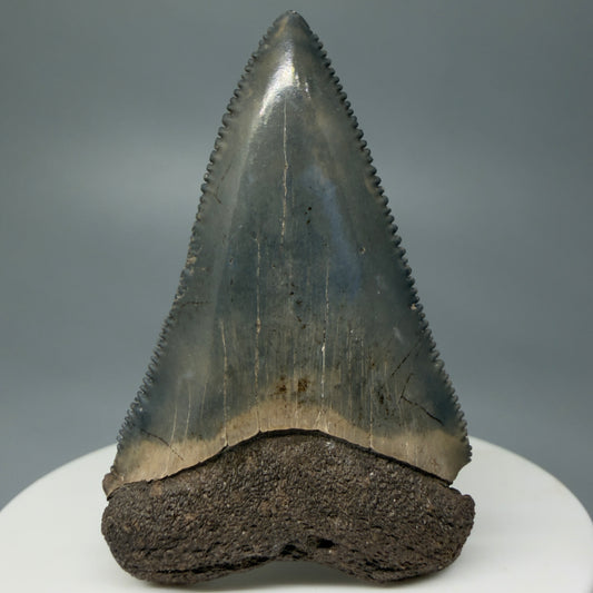 Front View Very colorful, sharply serrated 2.19" Fossil Great White Tooth for Sale CM1241 - 1