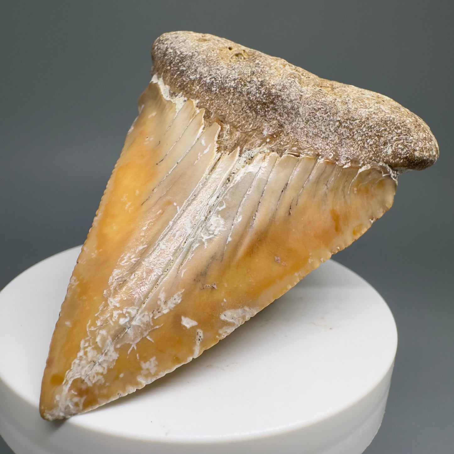 Very Large - Colorful 2.82" Fossil Great White Shark Tooth from B. California GW1208 - Front Right