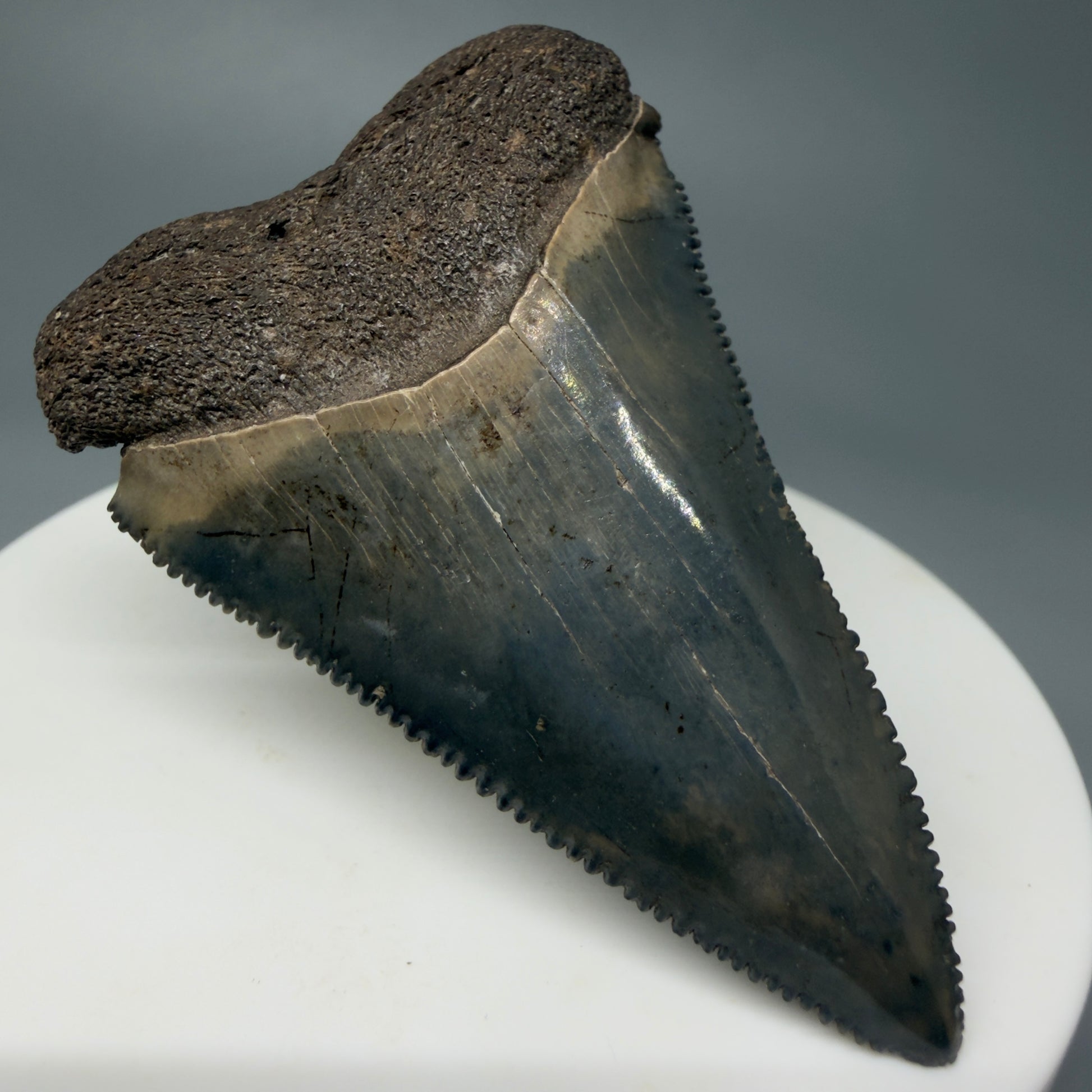 Front Left View Very colorful, sharply serrated 2.19" Fossil Great White Tooth for Sale CM1241 