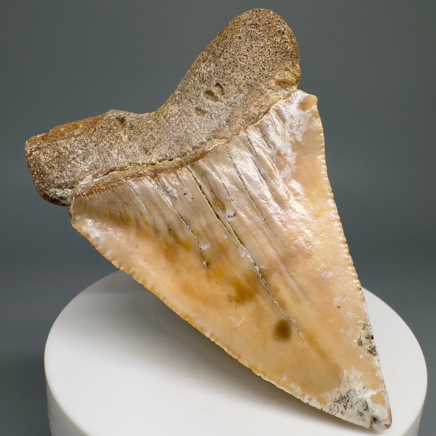 Very Large - Colorful 2.82" Fossil Great White Shark Tooth from B. California GW1208 - Back Left