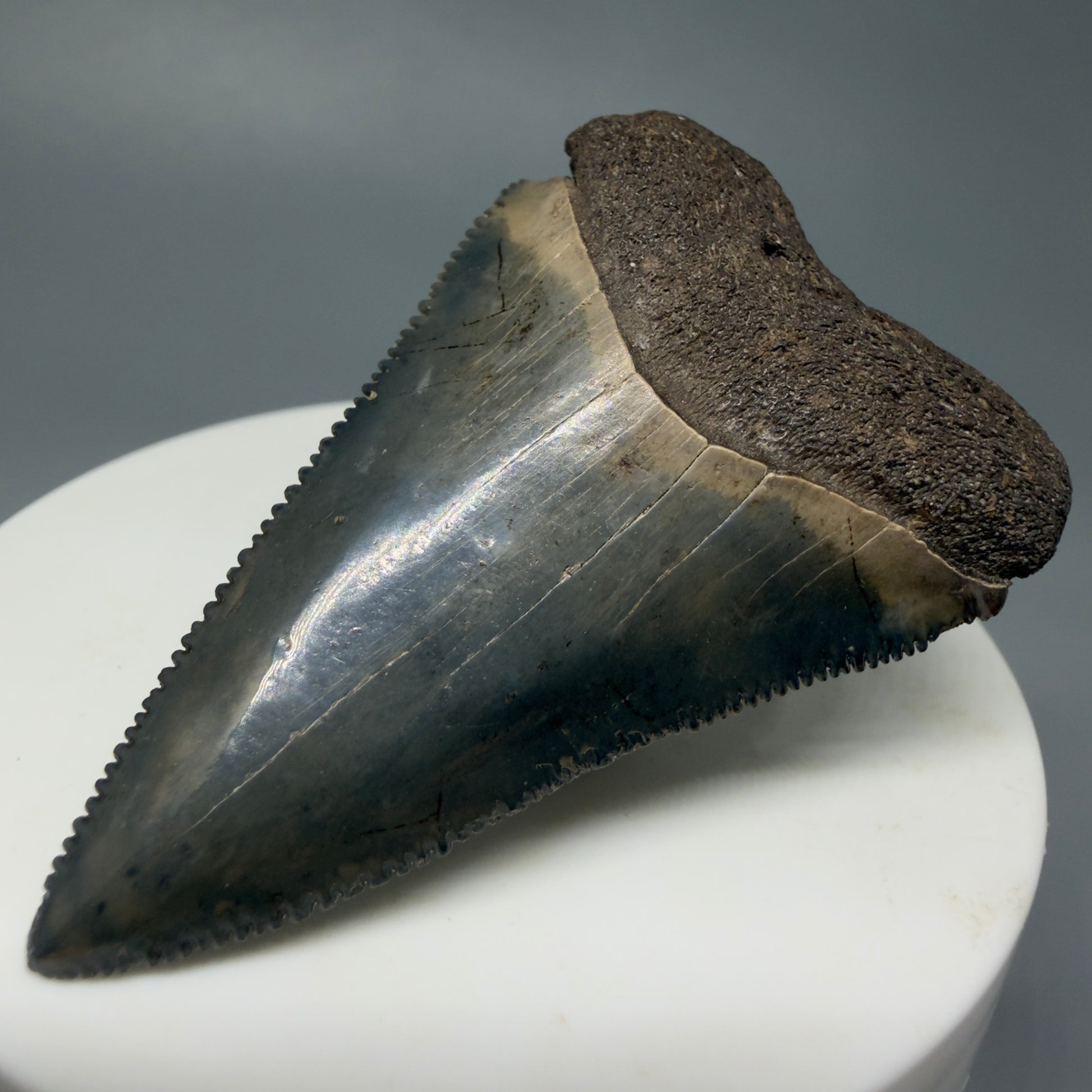 Front Right View Very colorful, sharply serrated 2.19" Fossil Great White Tooth for Sale CM1241
