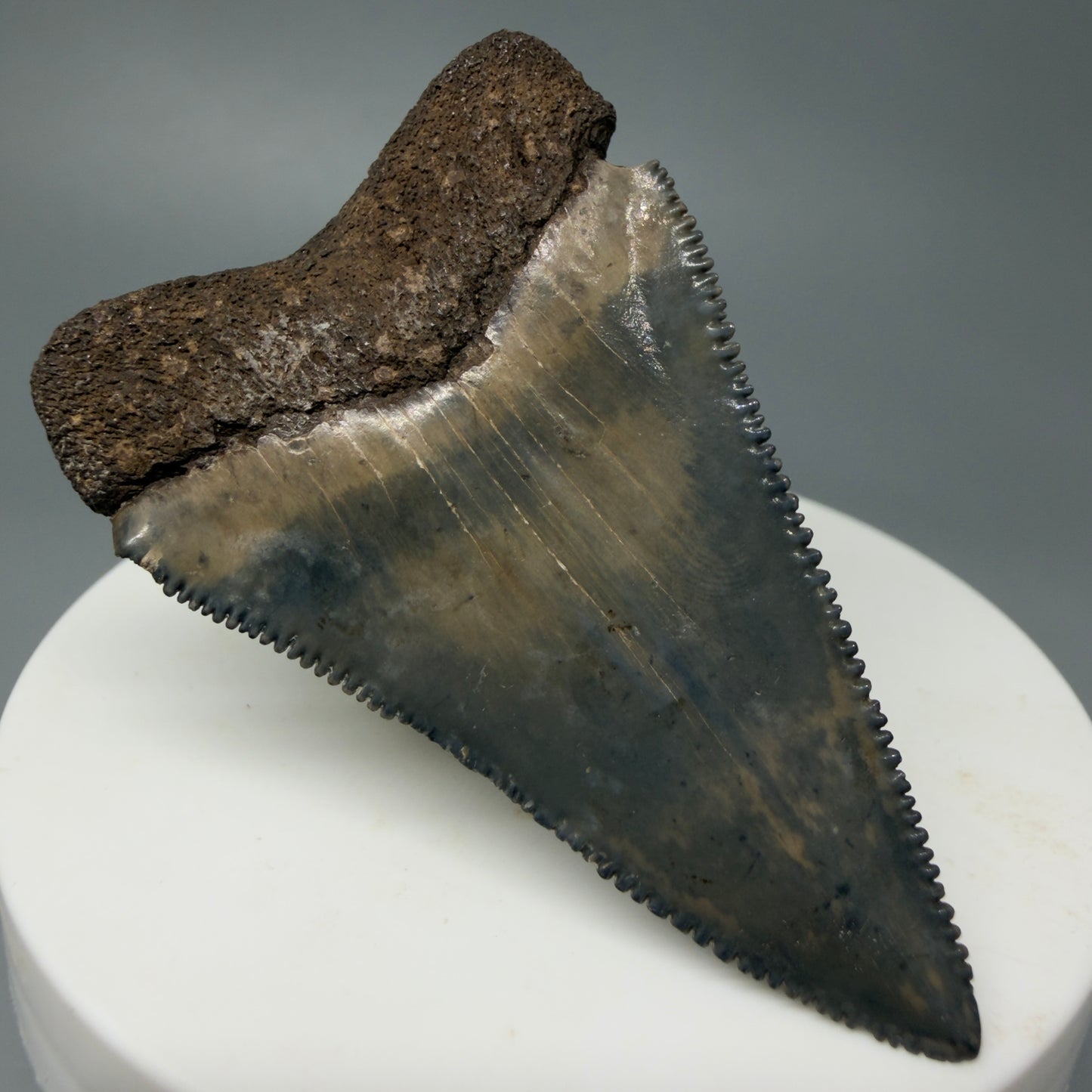 Back Left View Very colorful, sharply serrated 2.19" Fossil Great White Tooth for Sale CM1241