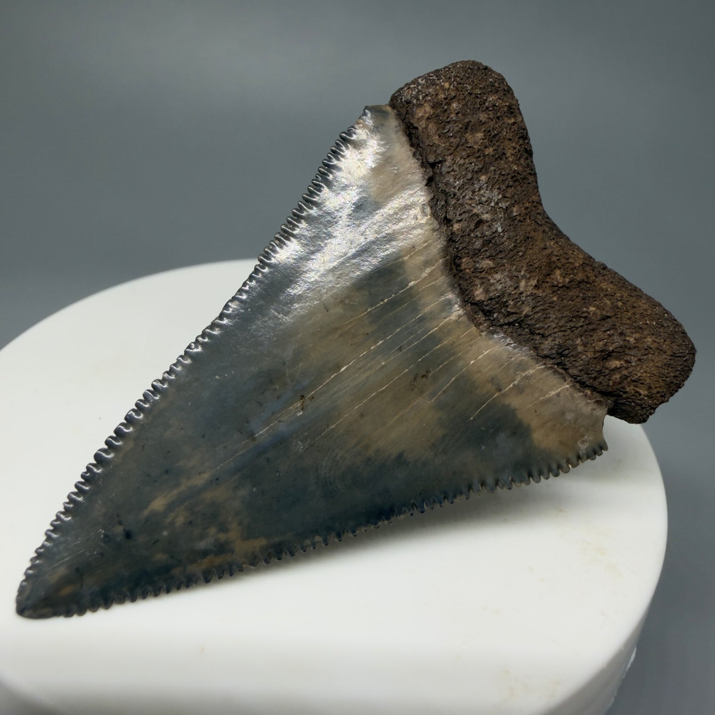 Back Right View Very colorful, sharply serrated 2.19" Fossil Great White Tooth for Sale CM1241