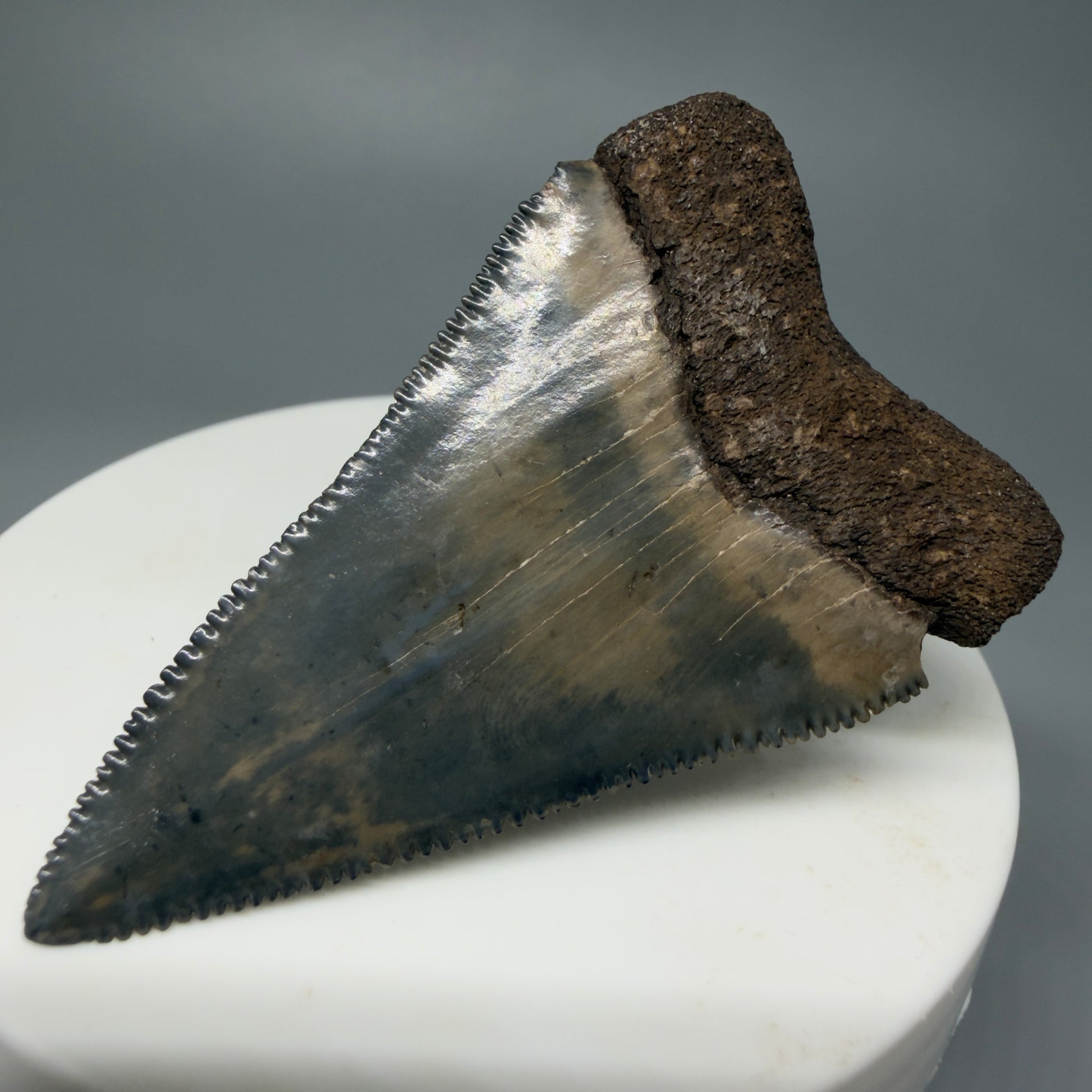 Back Right View Very colorful, sharply serrated 2.19" Fossil Great White Tooth for Sale CM1241