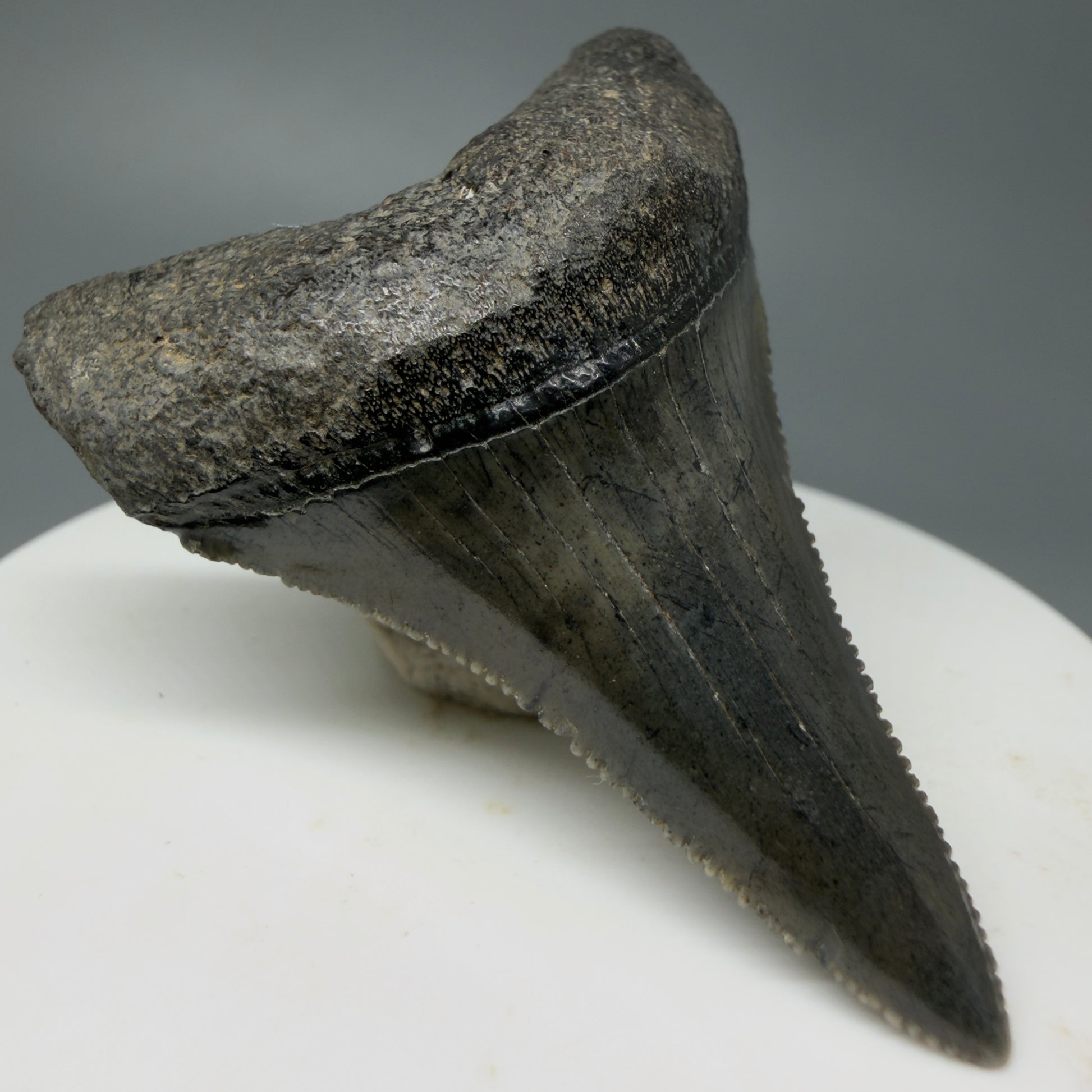 Front Left View Very large lower, sharply serrated 2.17" Fossil Great White Tooth for Sale GW1243