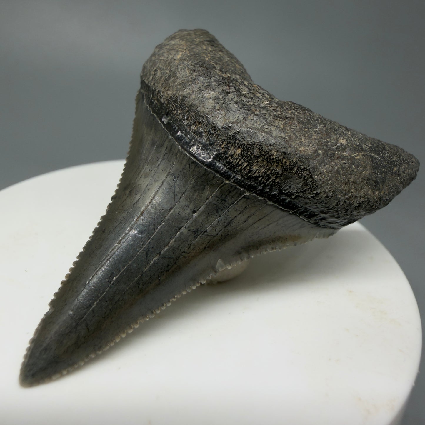 Front Right View Very large lower, sharply serrated 2.17" Fossil Great White Tooth for Sale GW1243
