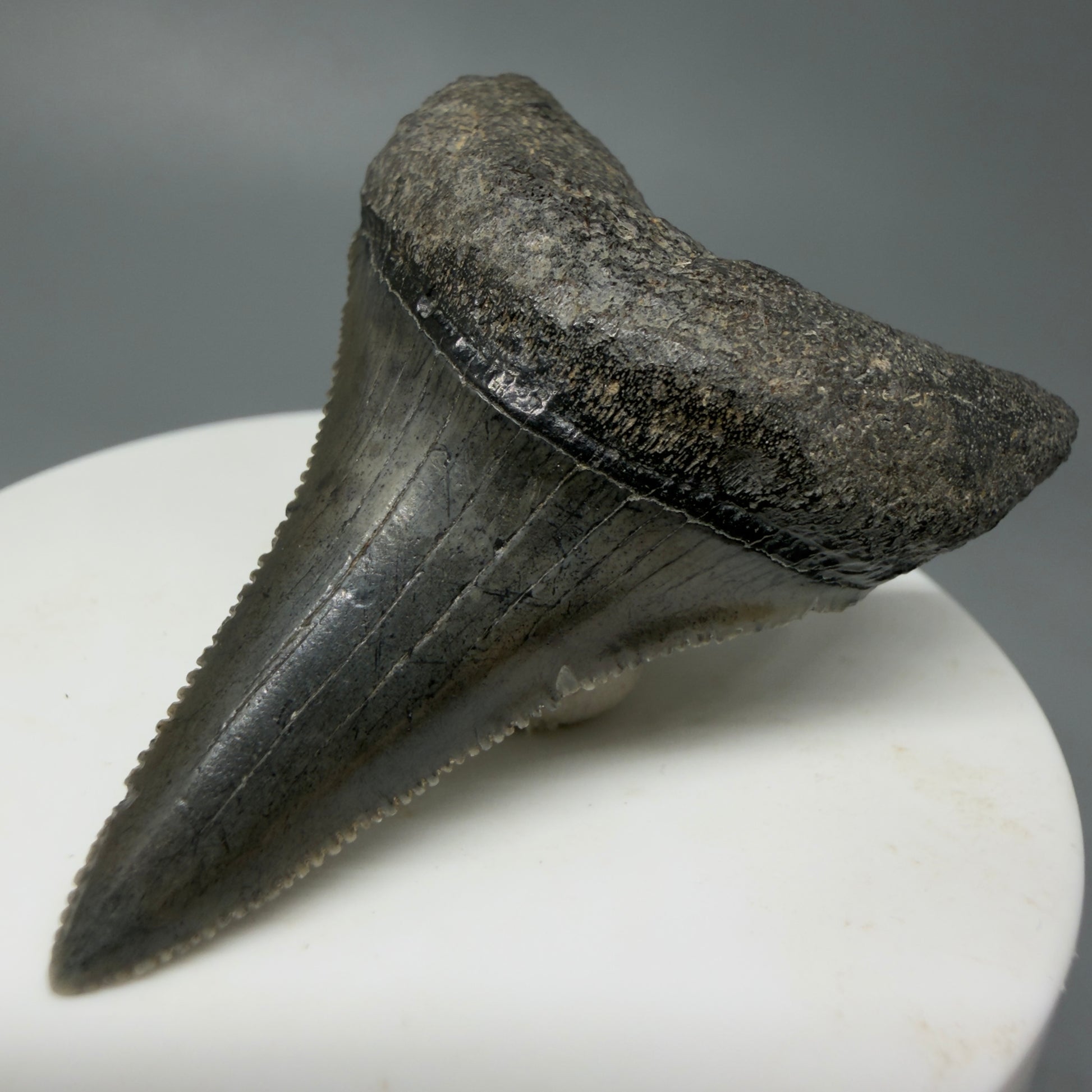 Front Right View Very large lower, sharply serrated 2.17" Fossil Great White Tooth for Sale GW1243