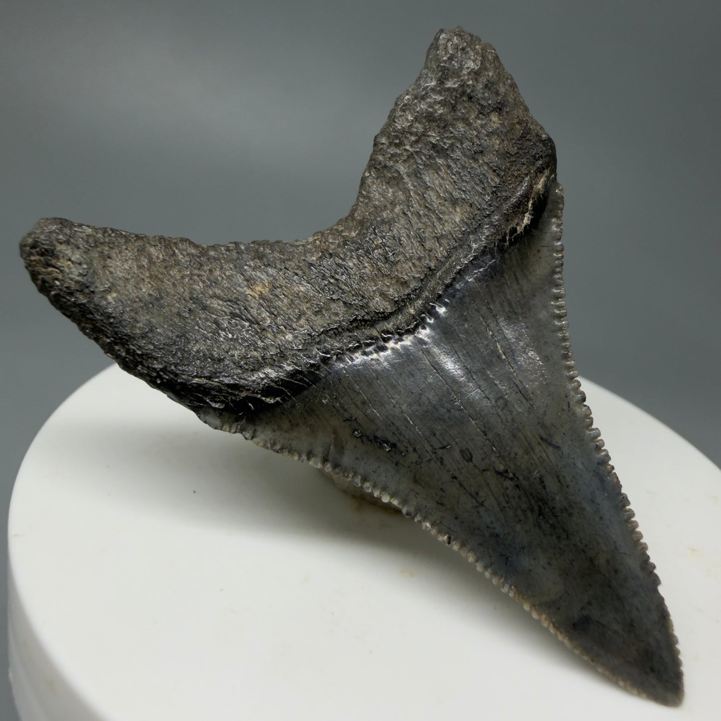 Back Right View Very large lower, sharply serrated 2.17" Fossil Great White Tooth for Sale GW1243