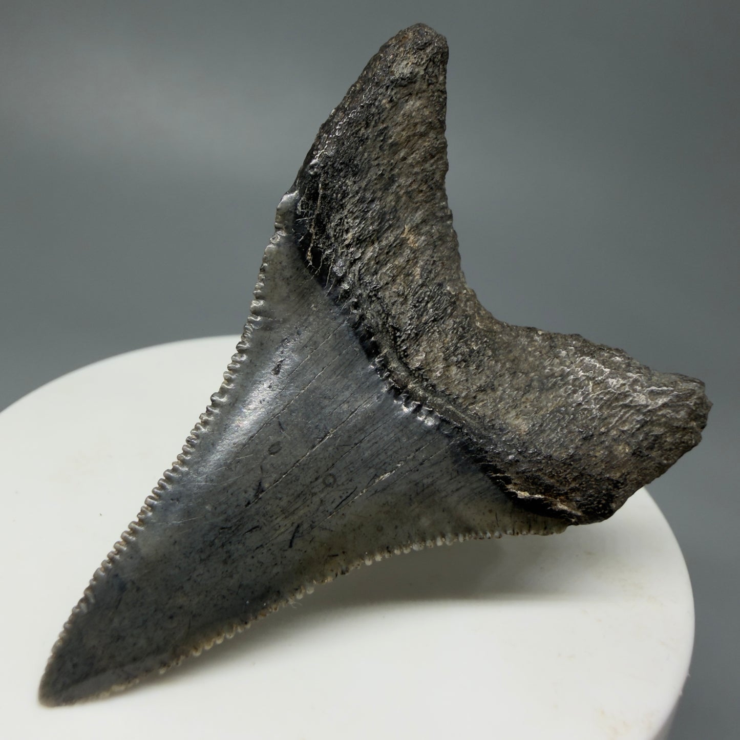 Back Left View Very large lower, sharply serrated 2.17" Fossil Great White Tooth for Sale GW1243