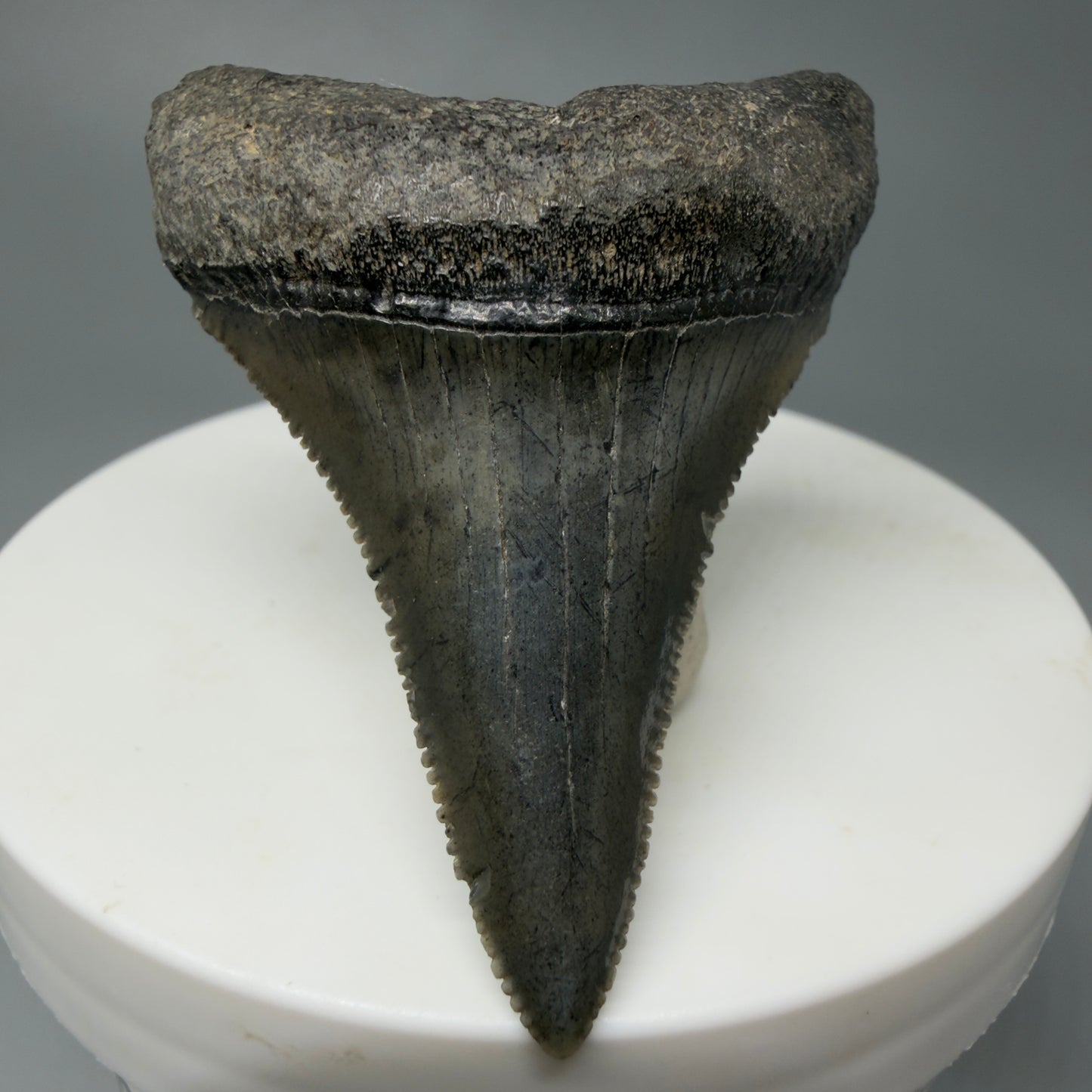 Front View Tip Down Very large lower, sharply serrated 2.17" Fossil Great White Tooth for Sale GW1243
