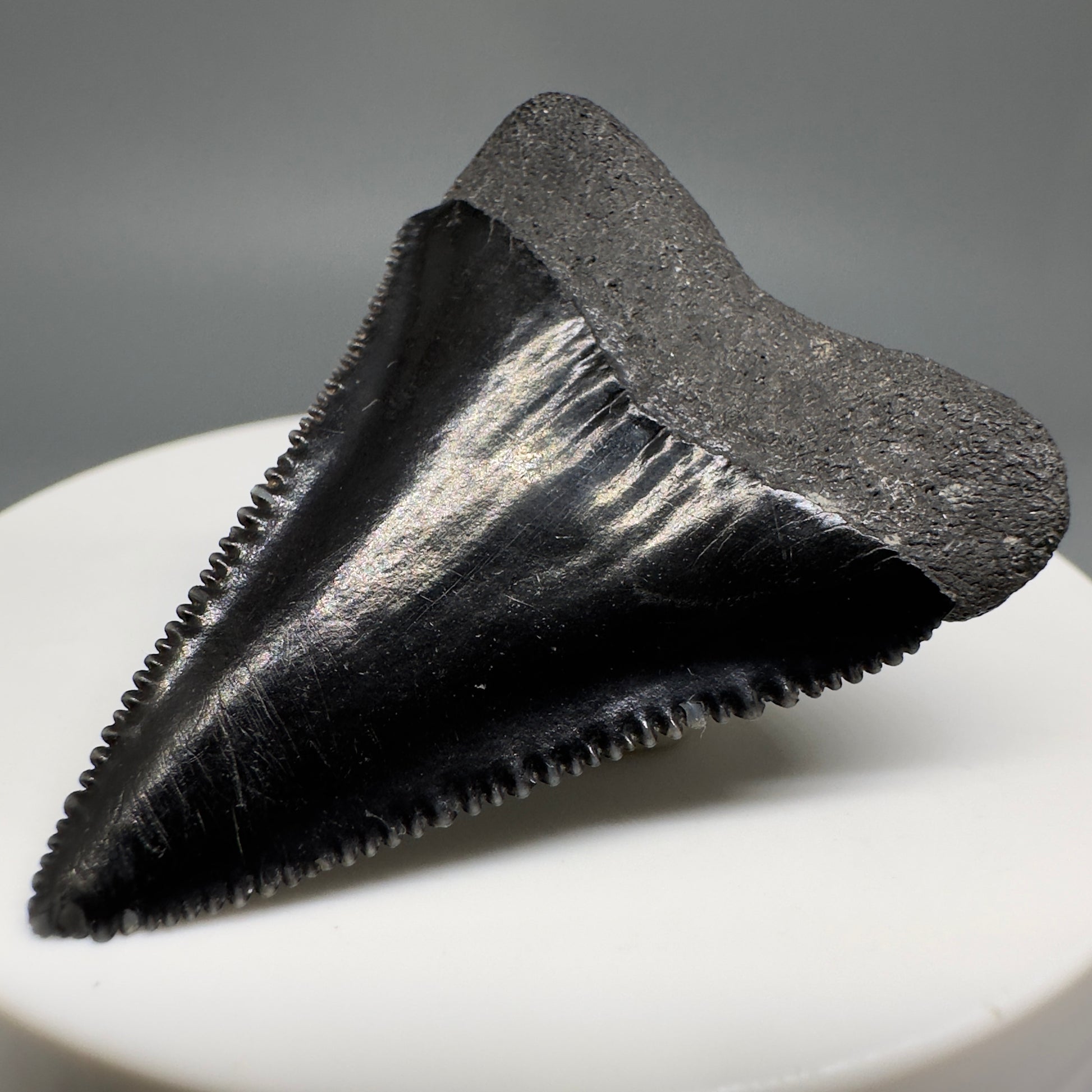 Jet Black, sharply serrated 1.67" Fossil Great White Tooth from Sarasota, Florida GW1207 - Back Right