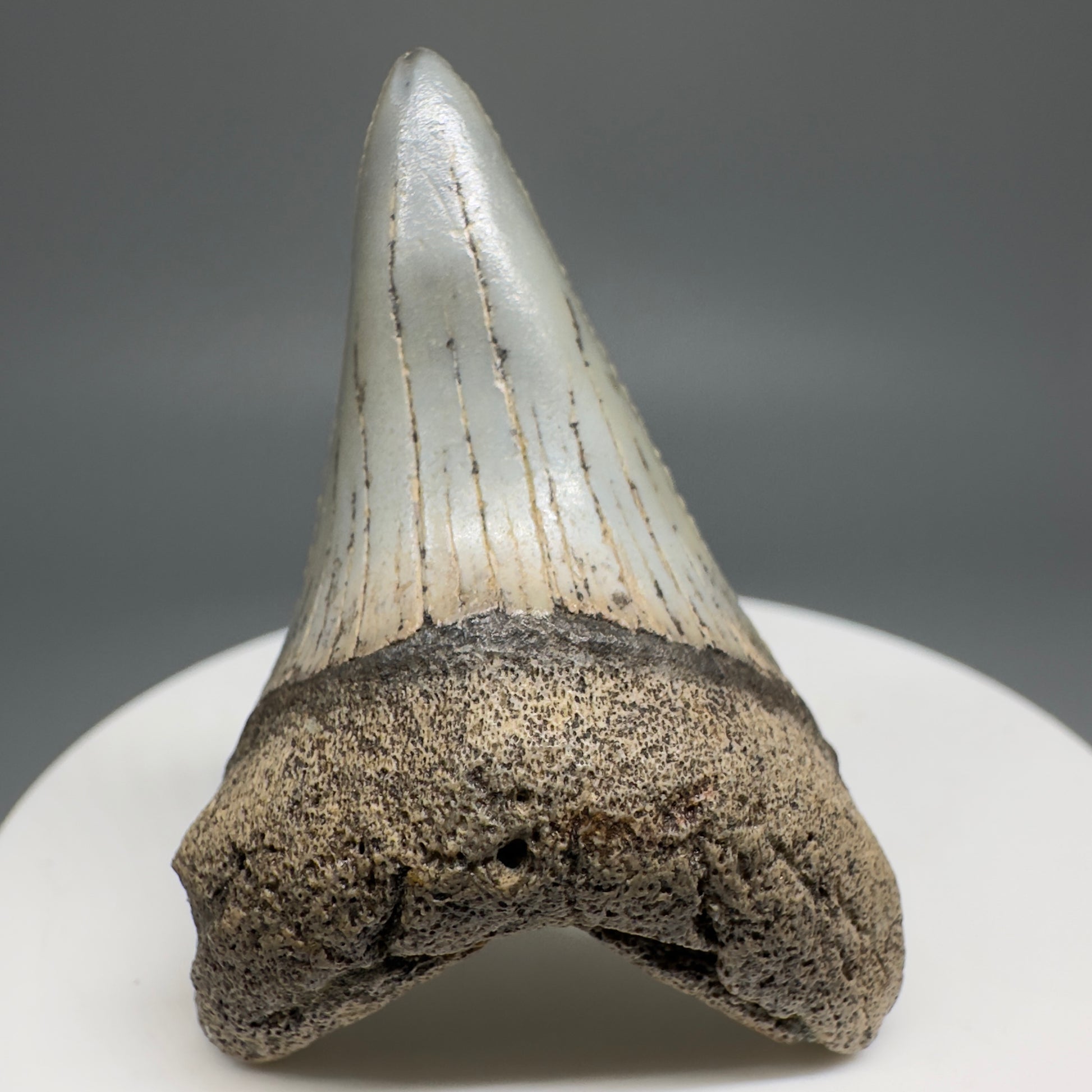 Rare Location Lower - Colorful 1.91" Fossil Great White Shark Tooth from Oceanside, California GW1204 - Front