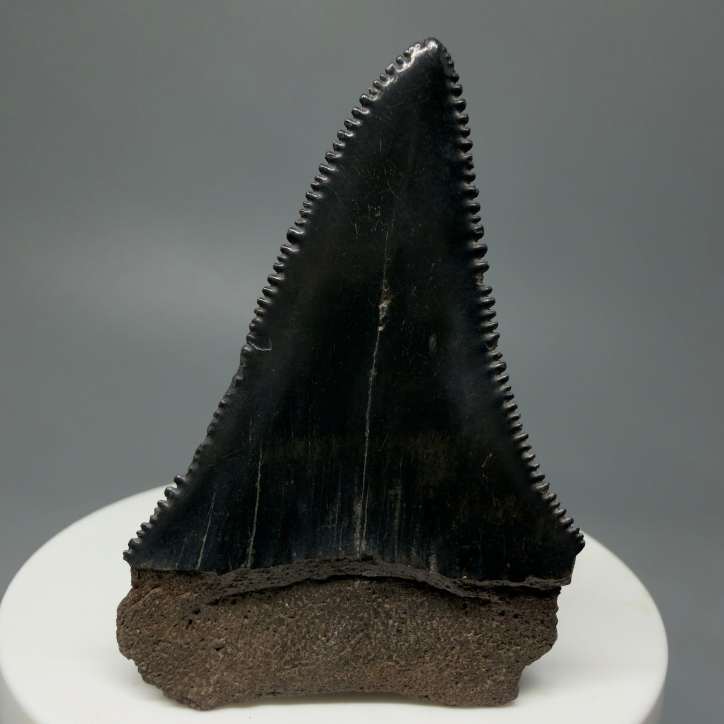 Back View Dark Colors, sharply serrated 2.22" Fossil Great White Tooth for Sale GW1244