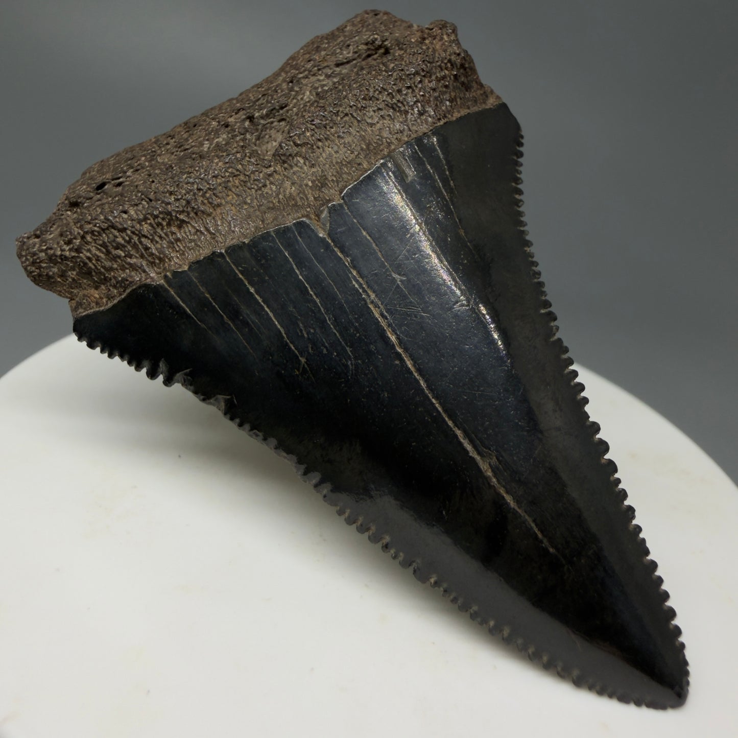 Front Left View Dark Colors, sharply serrated 2.22" Fossil Great White Tooth for Sale GW1244