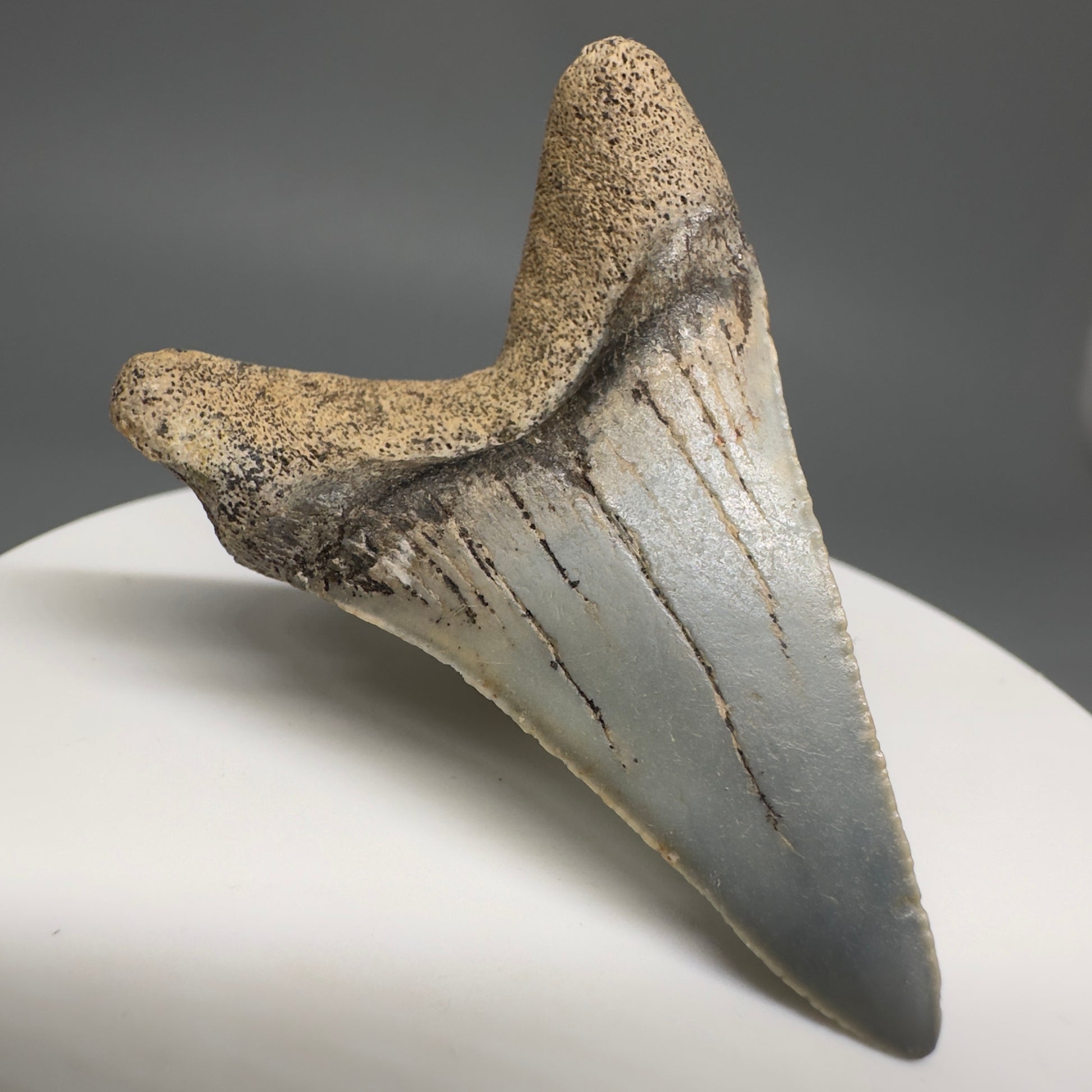 Rare Location Lower - Colorful 1.91" Fossil Great White Shark Tooth from Oceanside, California GW1204 - Back Left