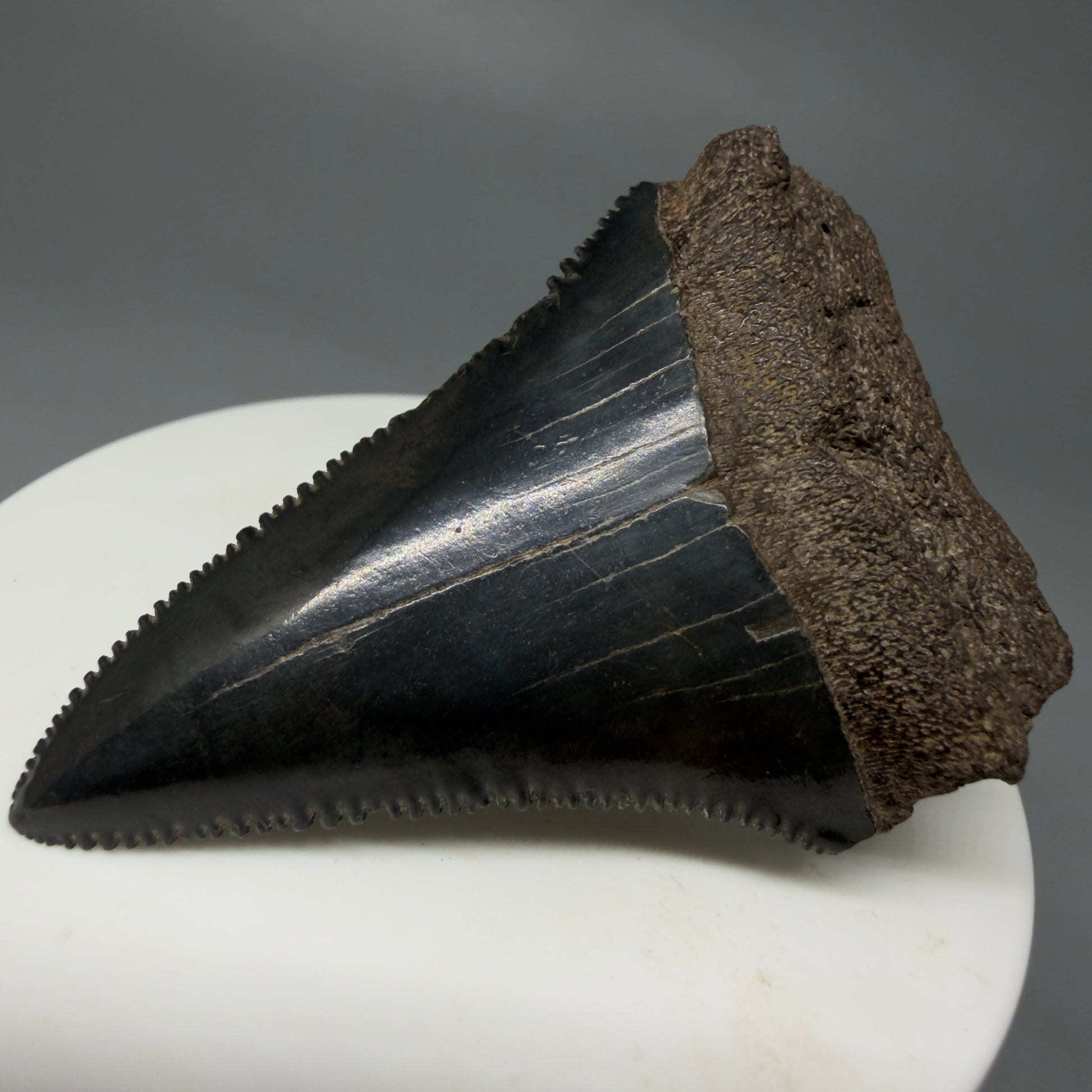 Front Right View Dark Colors, sharply serrated 2.22" Fossil Great White Tooth for Sale GW1244