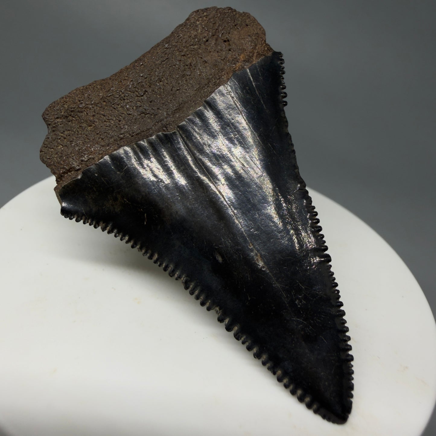 Back Left View Dark Colors, sharply serrated 2.22" Fossil Great White Tooth for Sale GW1244
