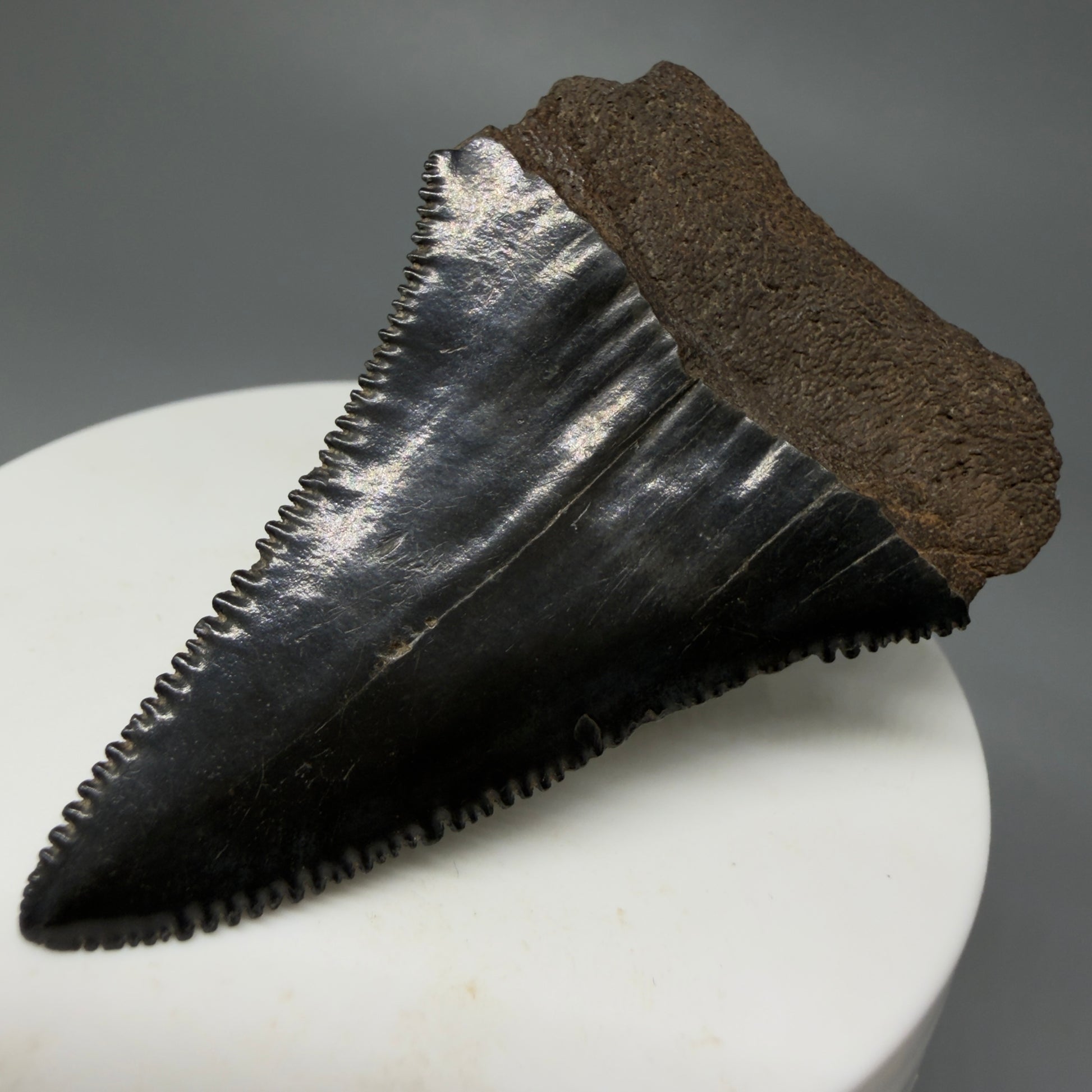 Back Right View Dark Colors, sharply serrated 2.22" Fossil Great White Tooth for Sale GW1244