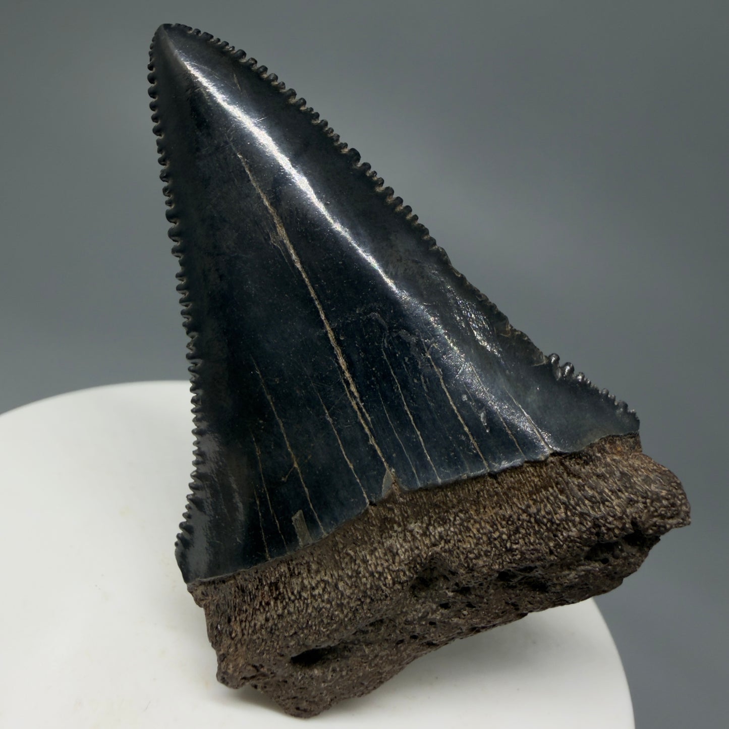 Front View Dark Colors, sharply serrated 2.22" Fossil Great White Tooth for Sale GW1244 - 1
