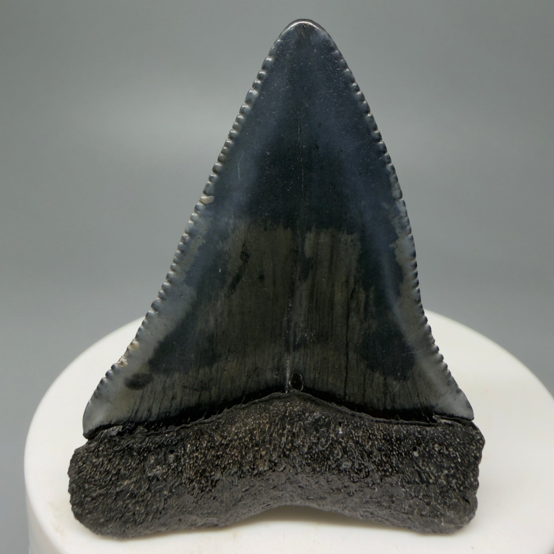 Back View Very colorful 2.10" Fossil Great White Tooth for Sale from South Carolina GW1242 