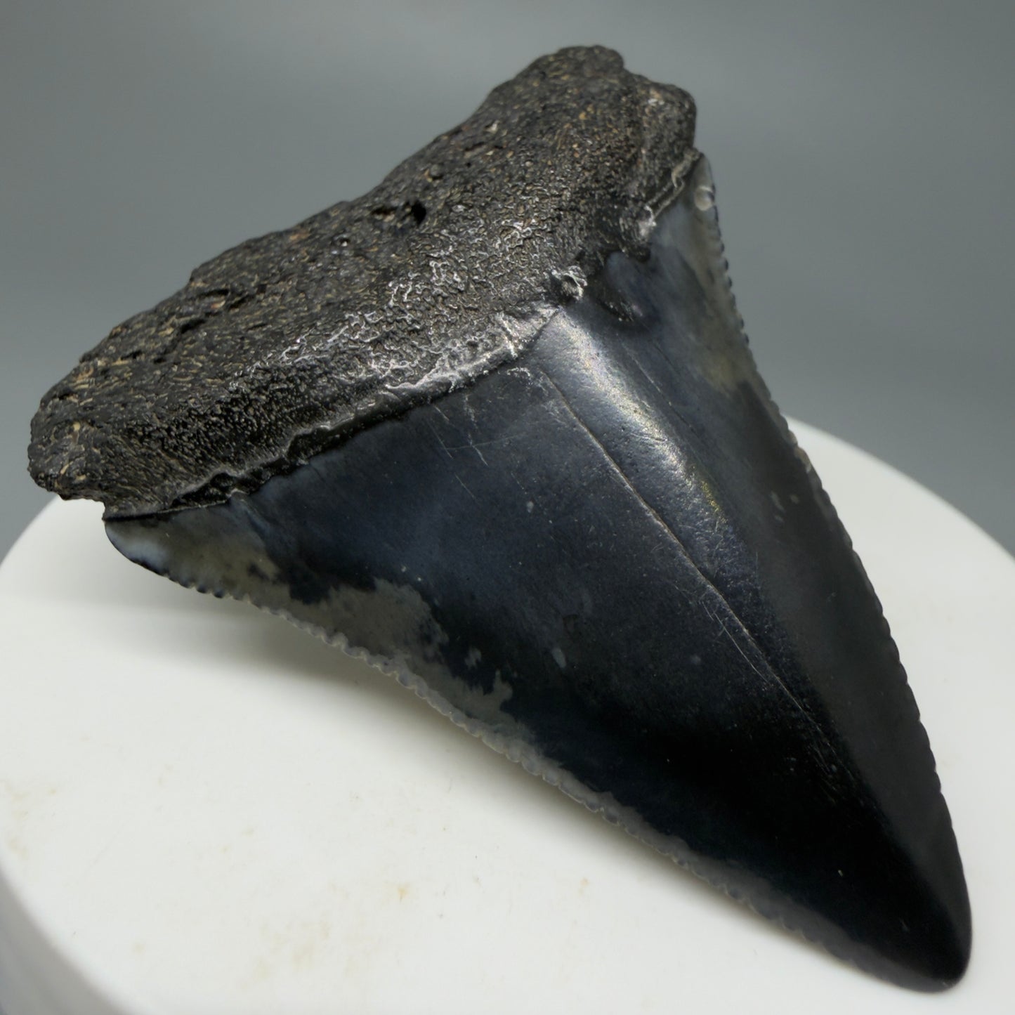 Front Left View Very colorful 2.10" Fossil Great White Tooth for Sale from South Carolina GW1242 