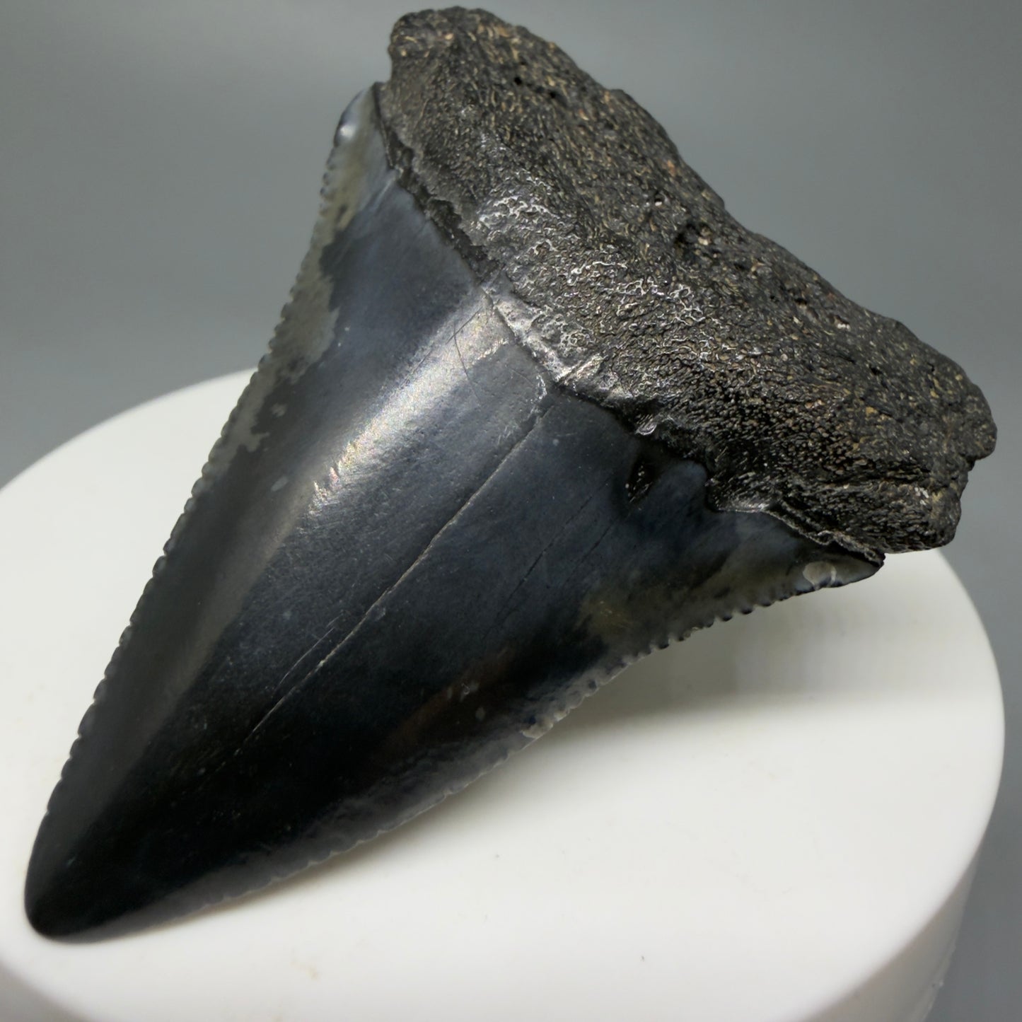 Front Right View Very colorful 2.10" Fossil Great White Tooth for Sale from South Carolina GW1242 