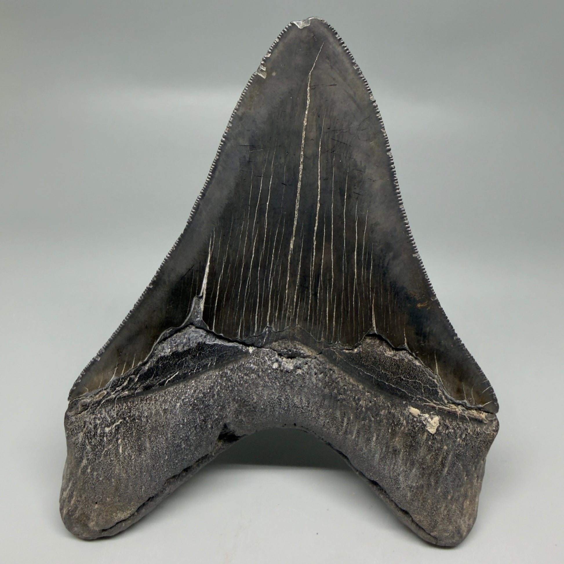 Back View Dark colors, Large 5.15" Fossil Megalodon Tooth - South Carolina CM6338