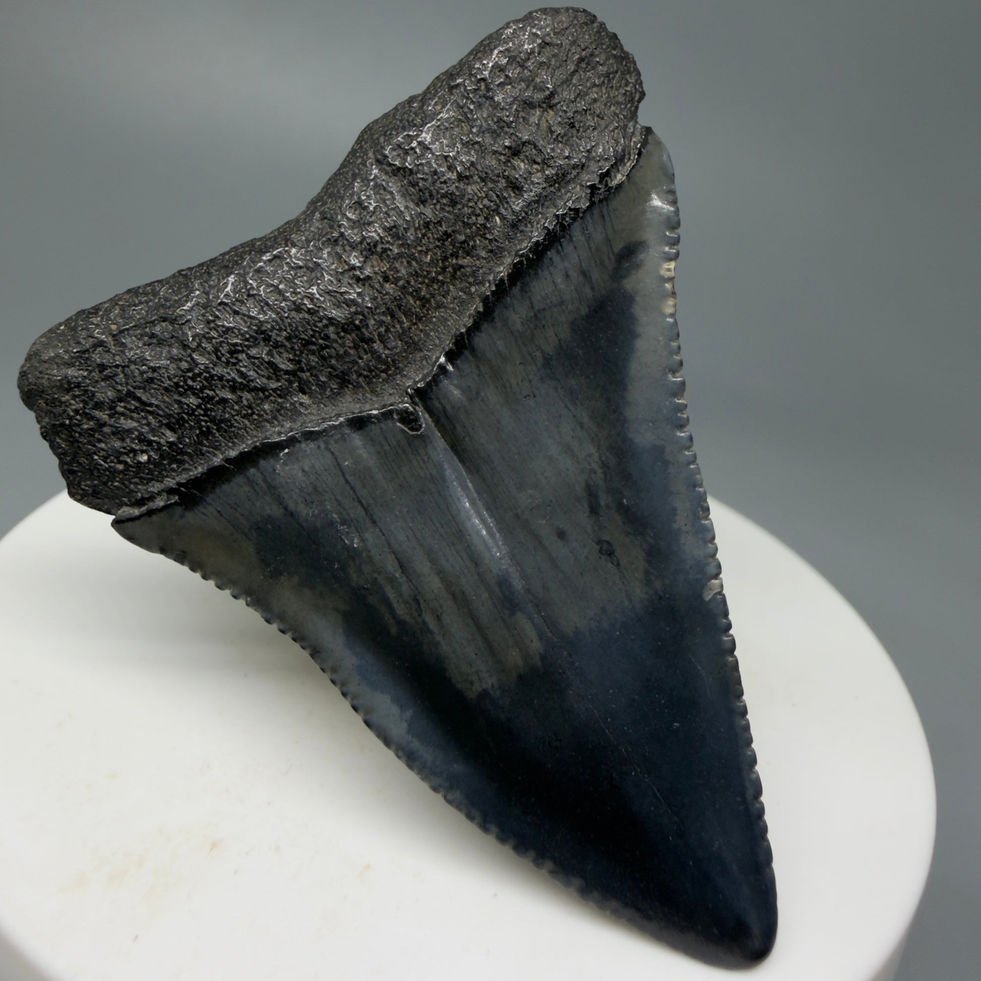 Back Left View Very colorful 2.10" Fossil Great White Tooth for Sale from South Carolina GW1242 