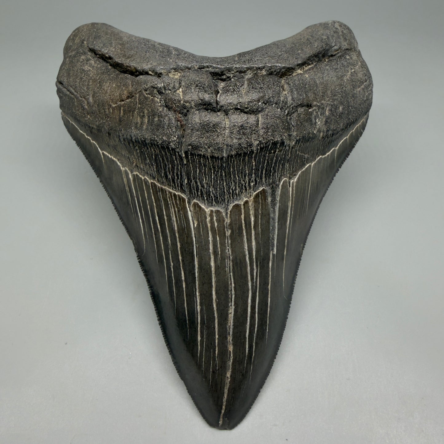 Front View Dark colors, Large 5.15" Fossil Megalodon Tooth - South Carolina CM6338 - 1