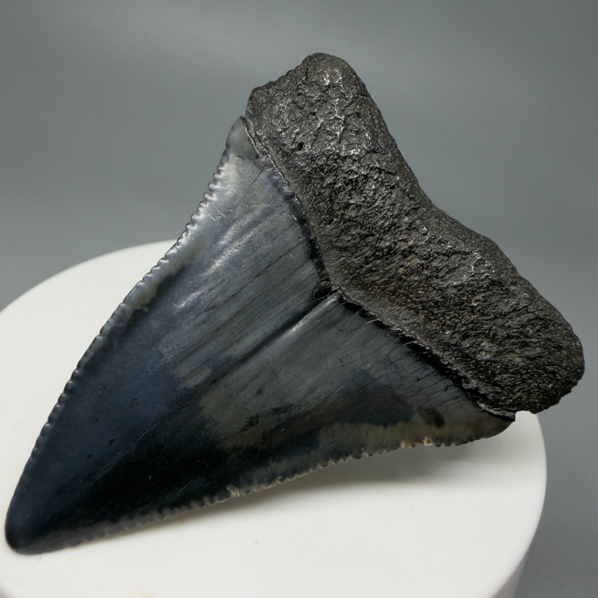 Back Right View Very colorful 2.10" Fossil Great White Tooth for Sale from South Carolina GW1242 