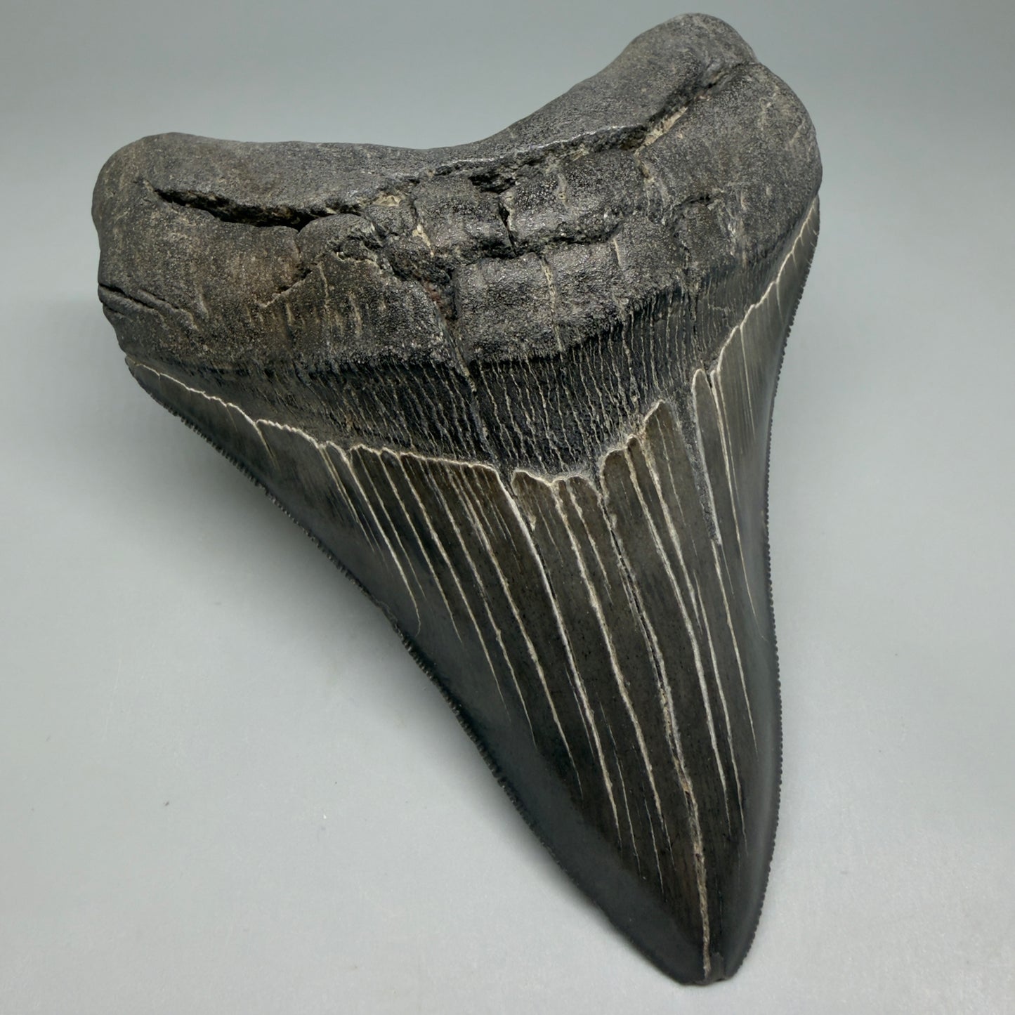 Front Left View Dark colors, Large 5.15" Fossil Megalodon Tooth - South Carolina CM6338
