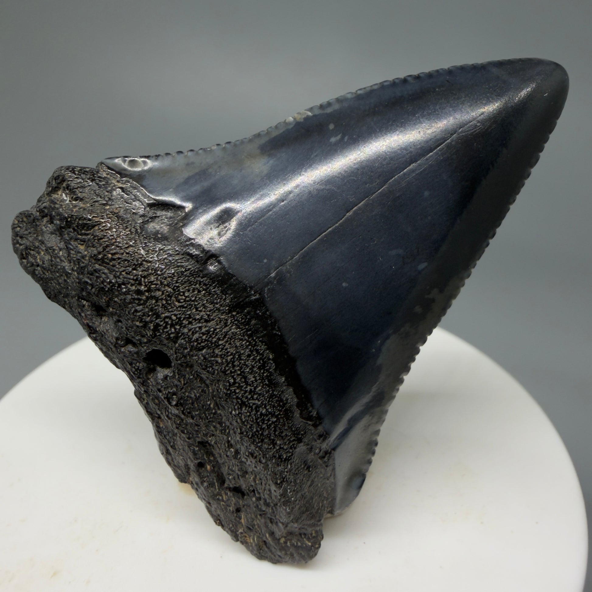 Front View Very colorful 2.10" Fossil Great White Tooth for Sale from South Carolina GW1242 - 1