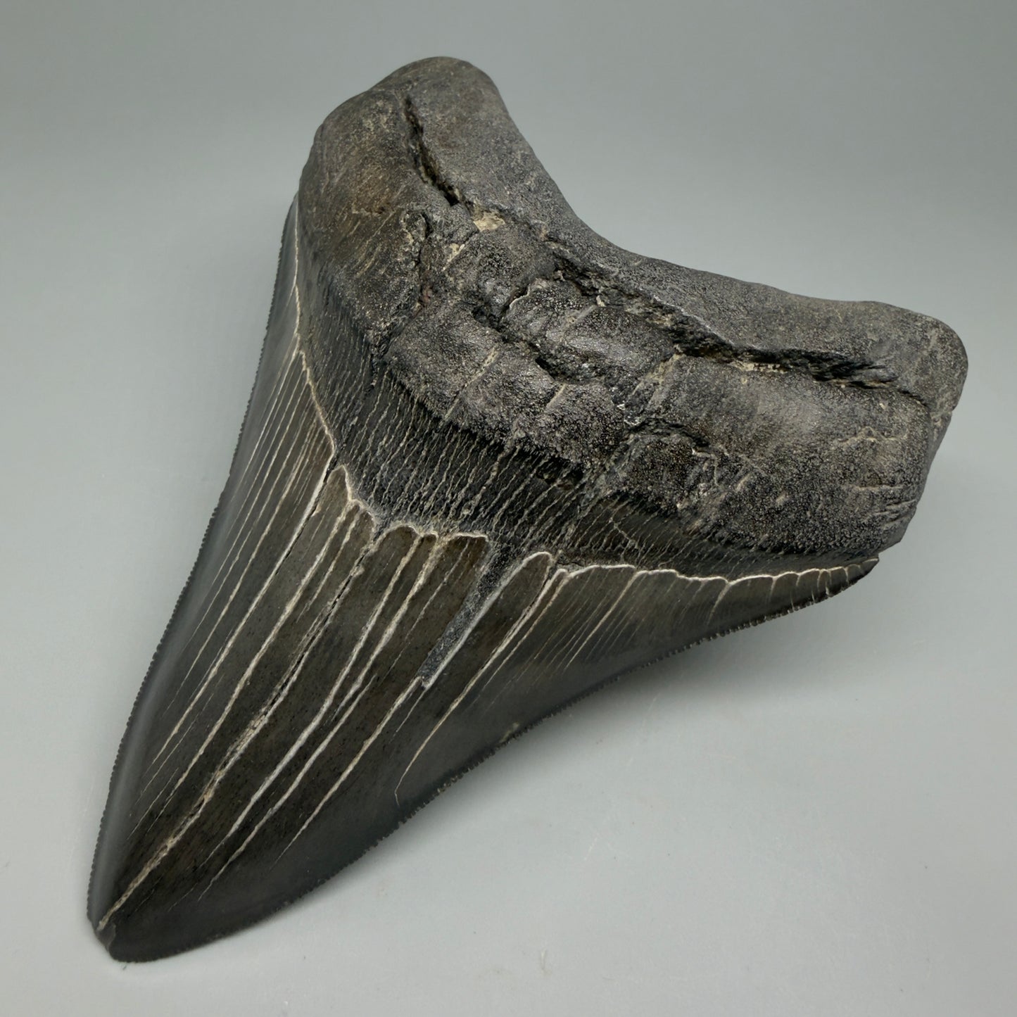 Front Right View Dark colors, Large 5.15" Fossil Megalodon Tooth - South Carolina CM6338