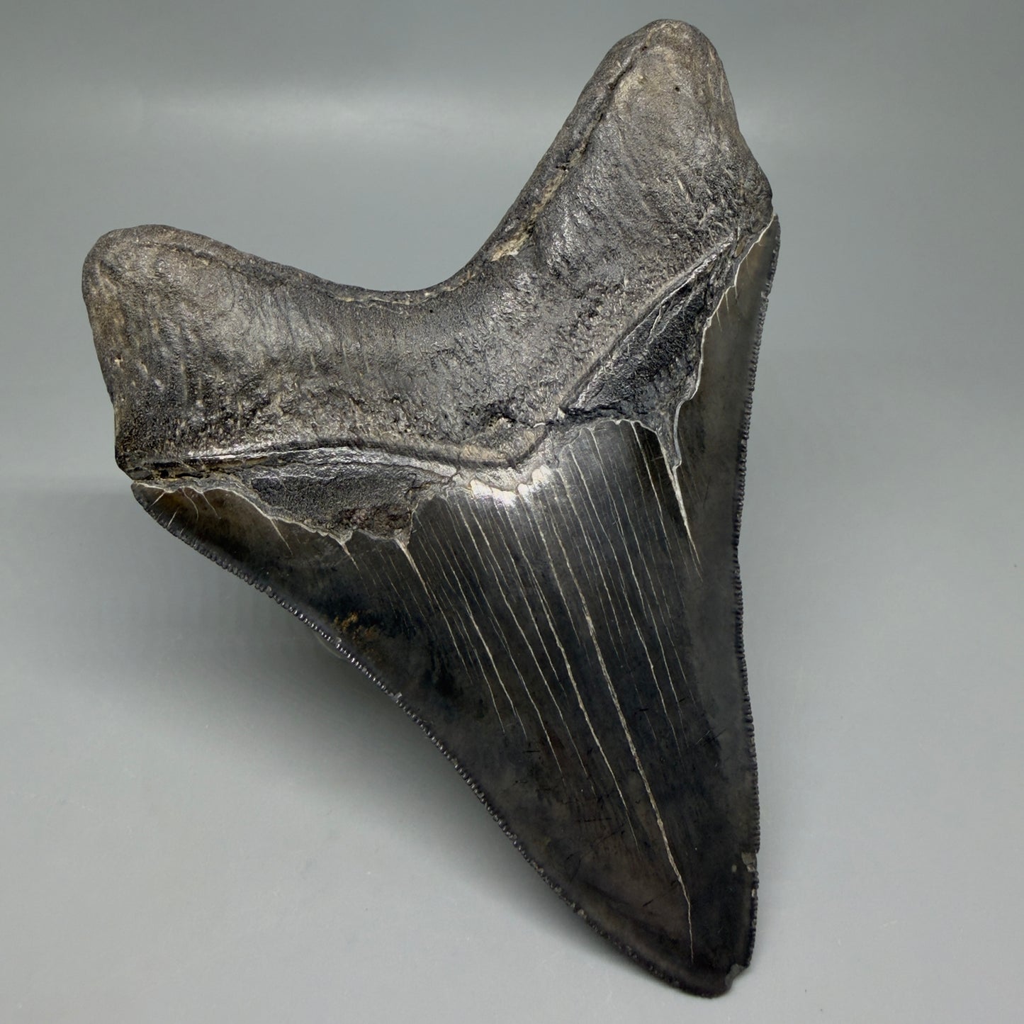 Back Left View Dark colors, Large 5.15" Fossil Megalodon Tooth - South Carolina CM6338