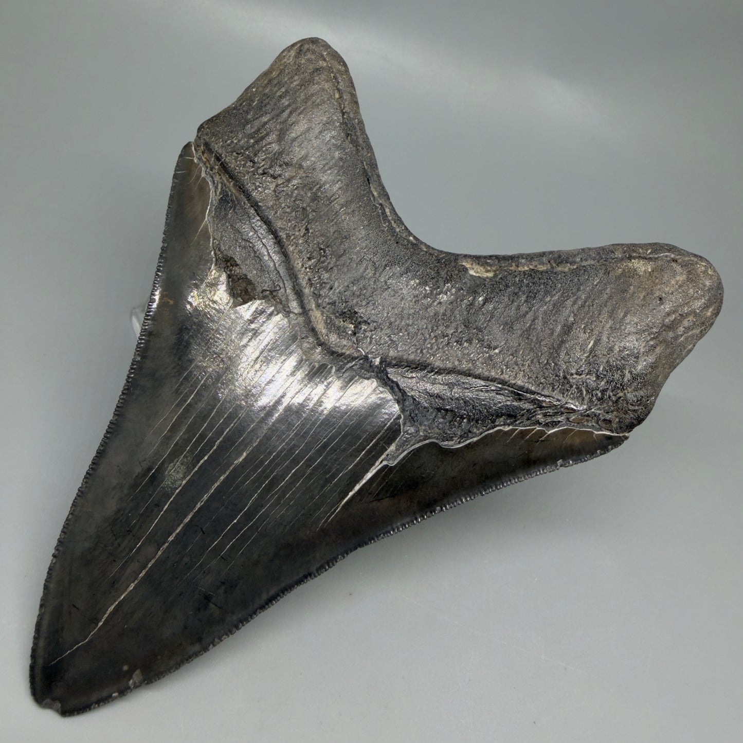 Back Right View Dark colors, Large 5.15" Fossil Megalodon Tooth - South Carolina CM6338