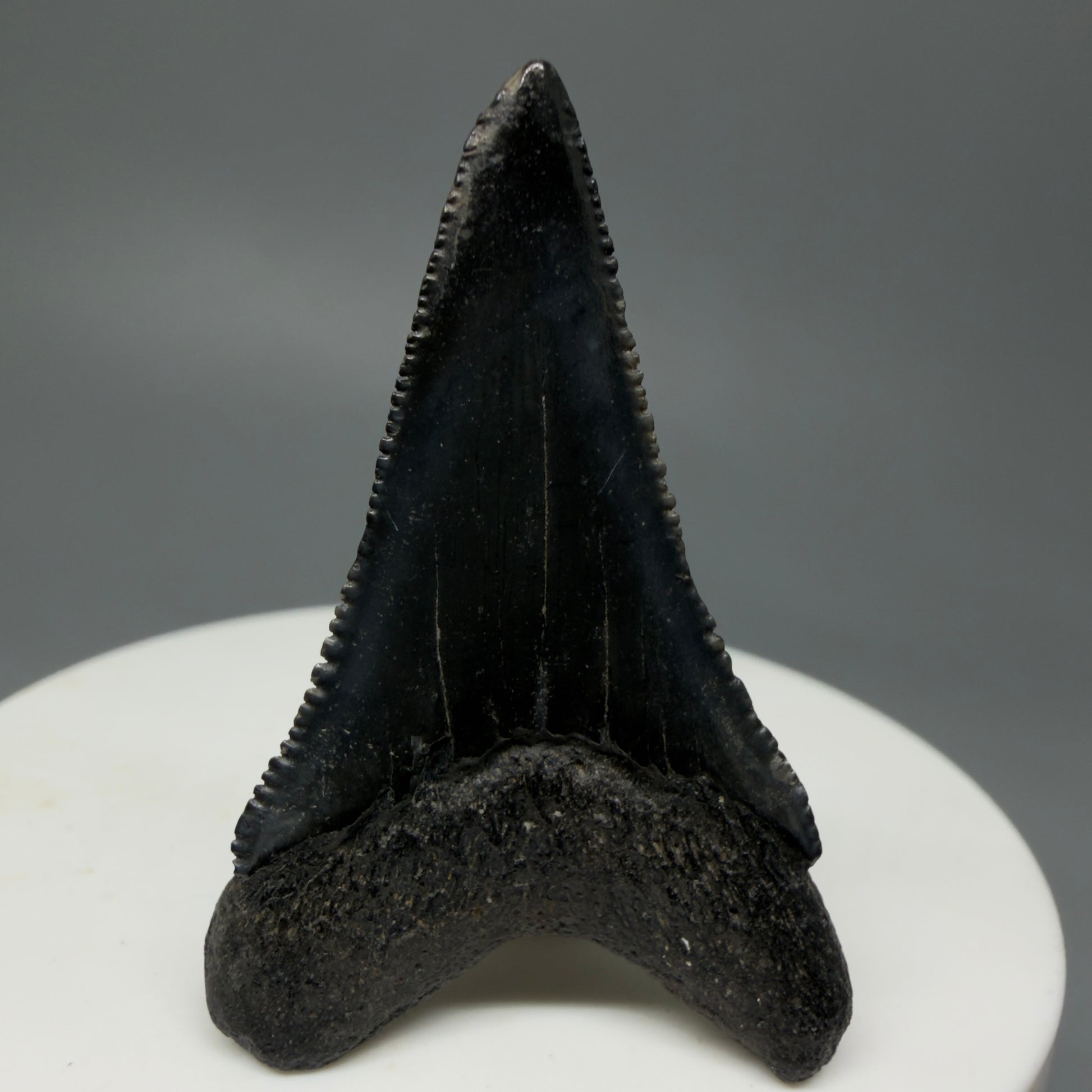Back View Lower, sharply serrated 1.77" Fossil Great White Tooth for Sale GW1240 
